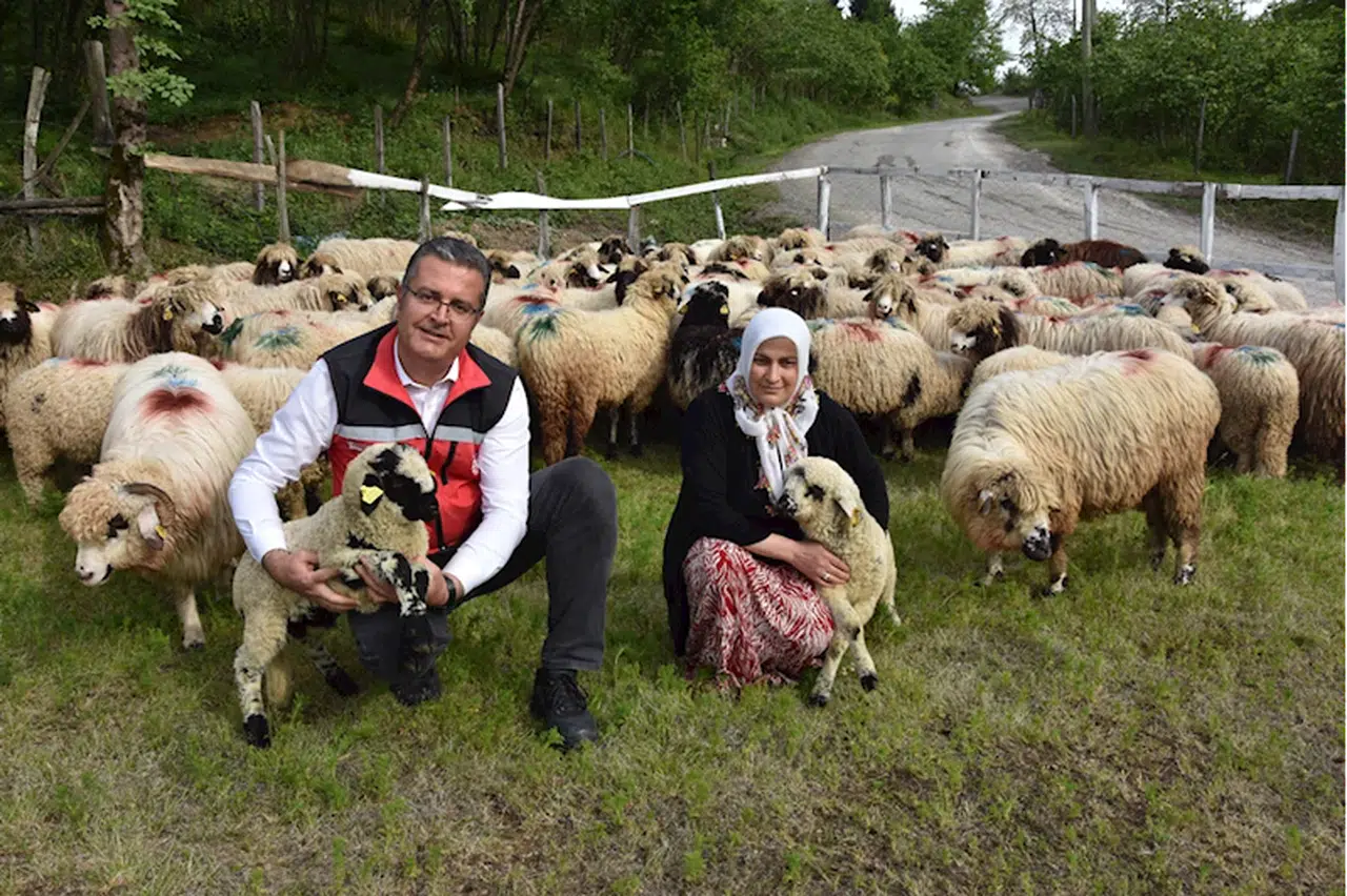 Ordulu kadın devlet desteğiyle sürü sahibi oldu