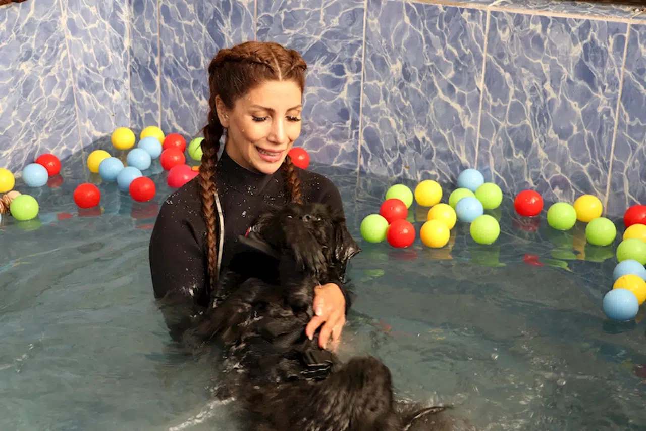 Şiddet mağduru köpek, hidroterapi tedavisiyle sağlığına kavuştu