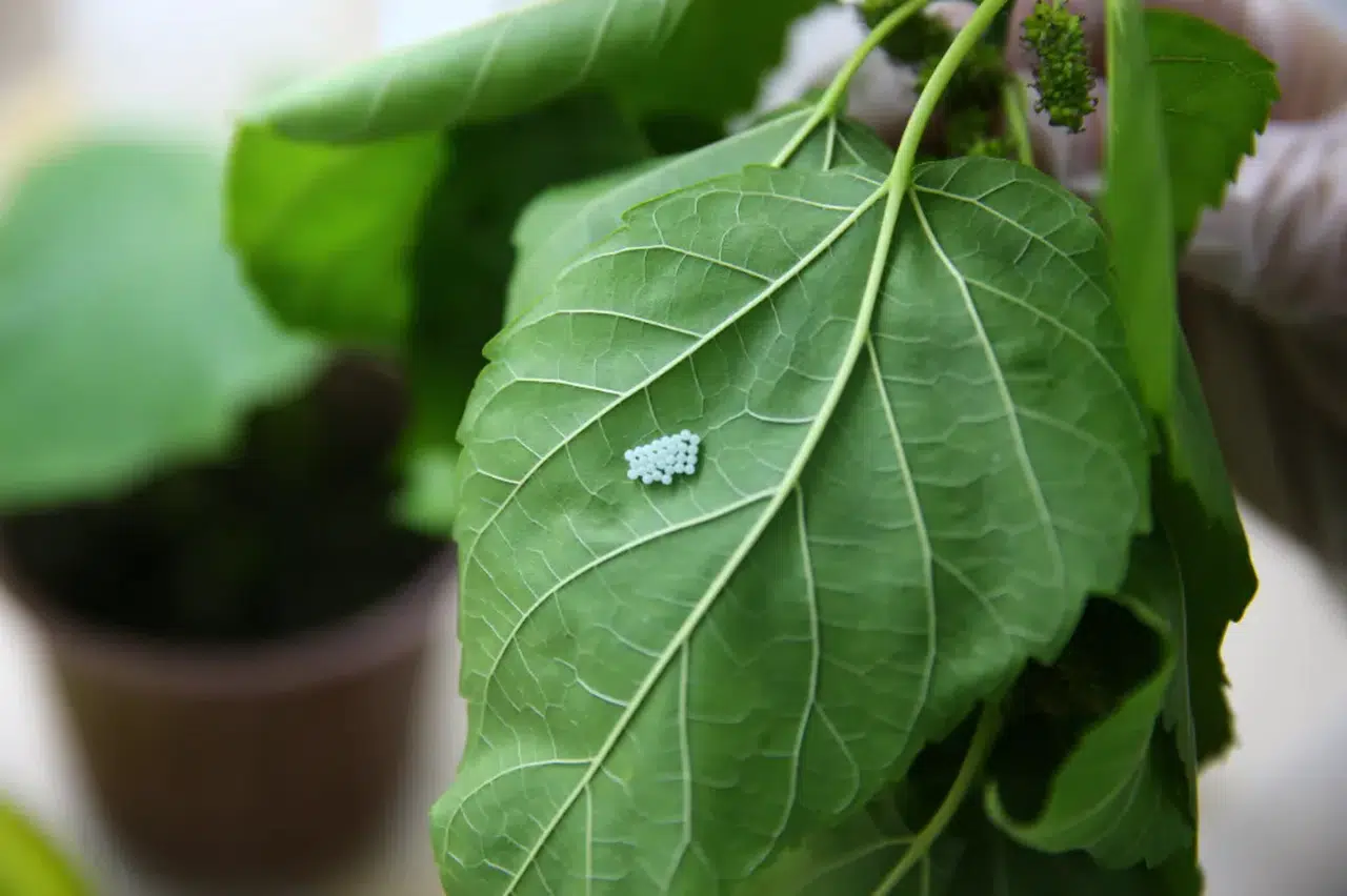 Doğu Karadeniz'de kahverengi kokarcayla "samuray"lı mücadele