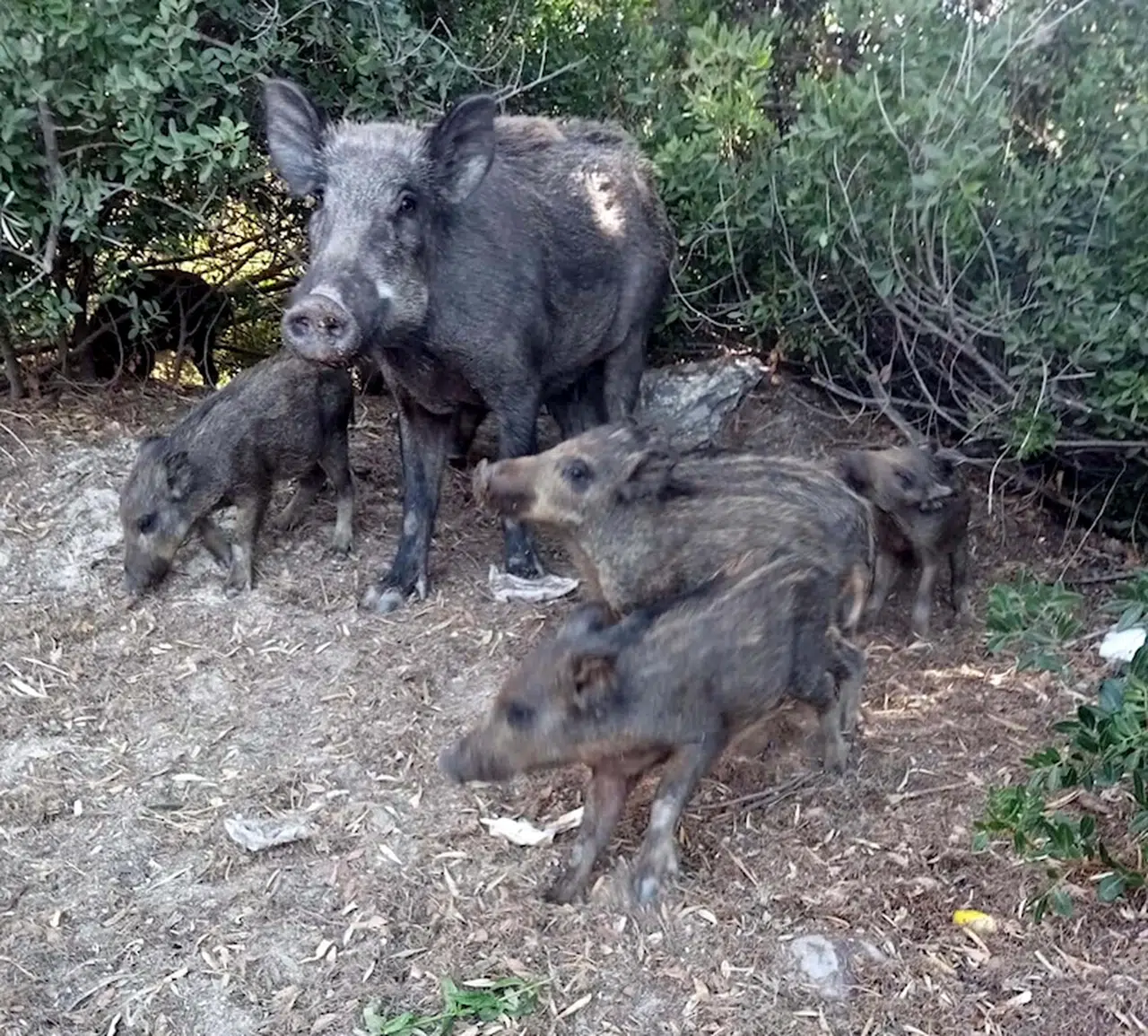 'Yaban domuzlarını beslemeyin' uyarısı