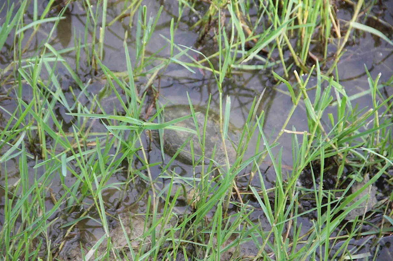 Düzce'de bulunan nesli tehlikedeki 'benekli kaplumbağa' korumaya alındı
