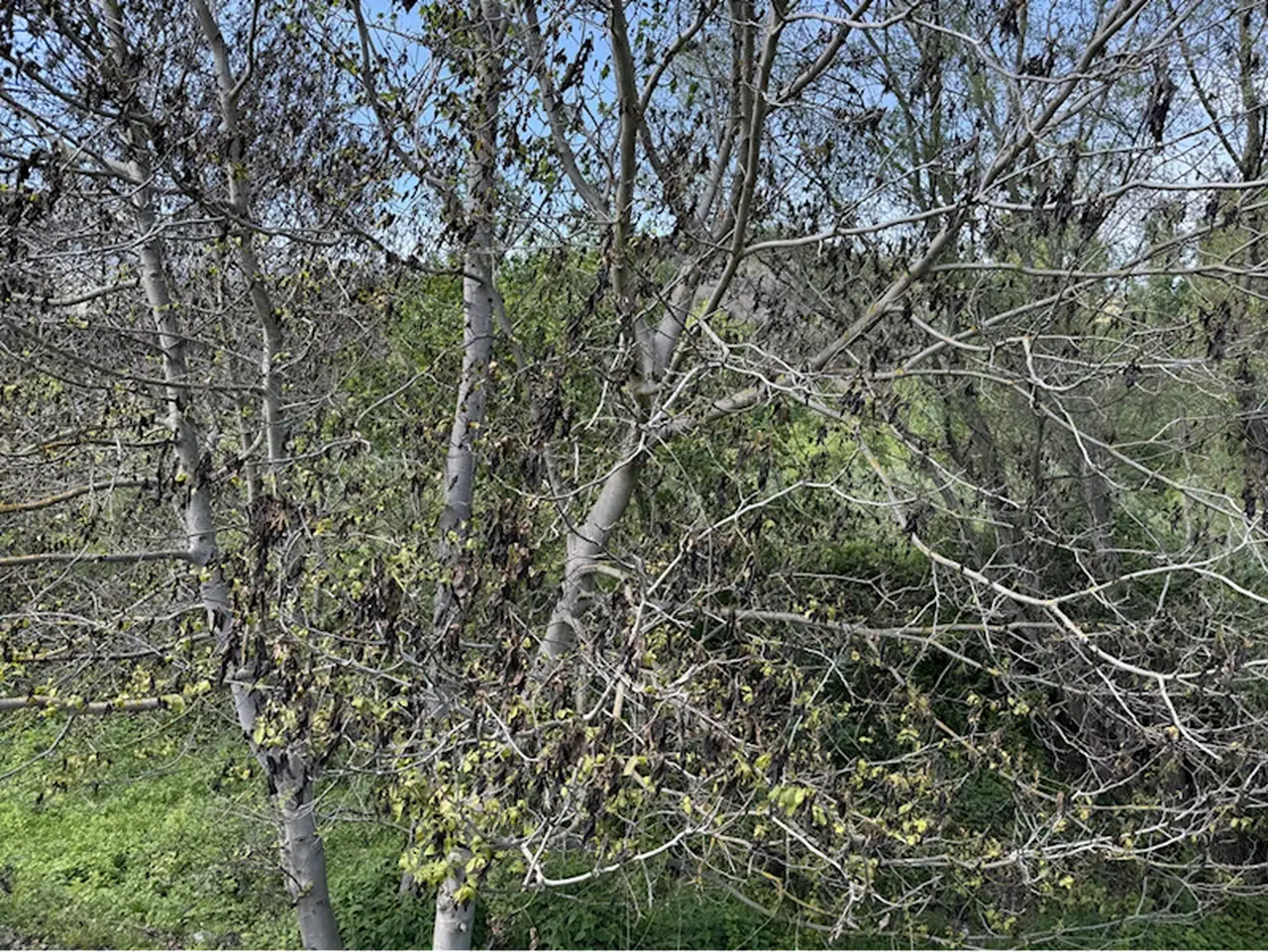 Bolu'da tarım alanları zirai dondan etkilendi