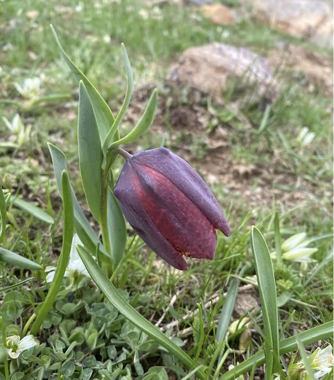 Giresun'da ters laleler açtı