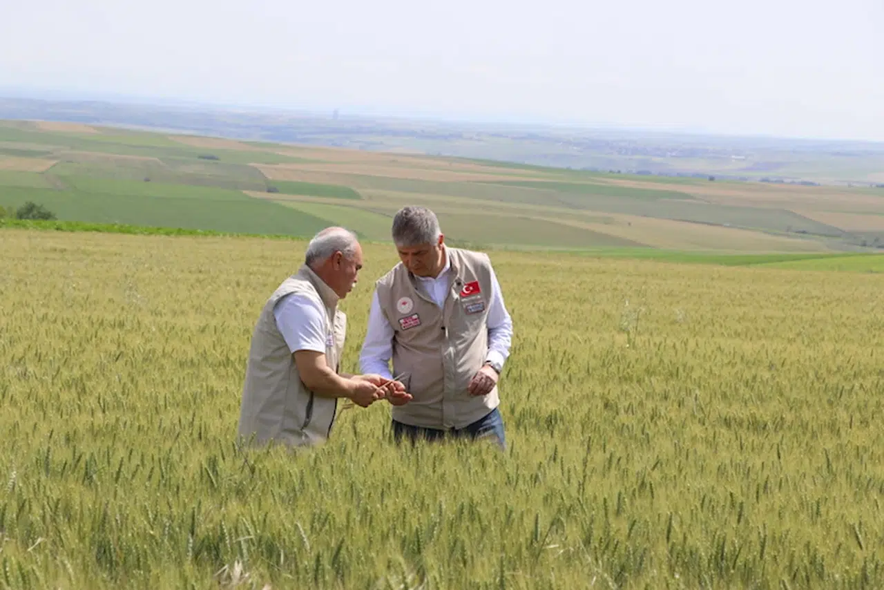Edirne’de buğday ekili tarlalarda hastalık ve zararlıya rastlanmadı 