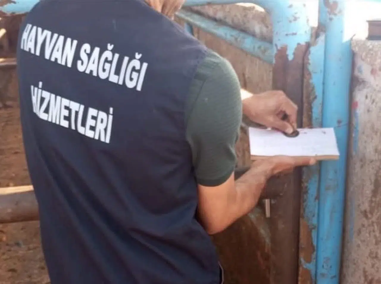 Et entegre tesisinde kesime hazırlanan büyükbaşa eziyet kamerada; 5 tutuklama (3)