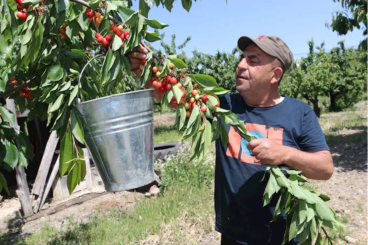 Amasya'da hamile kızının yediği kirazlara karşılık para bırakan kişi helallik istedi
