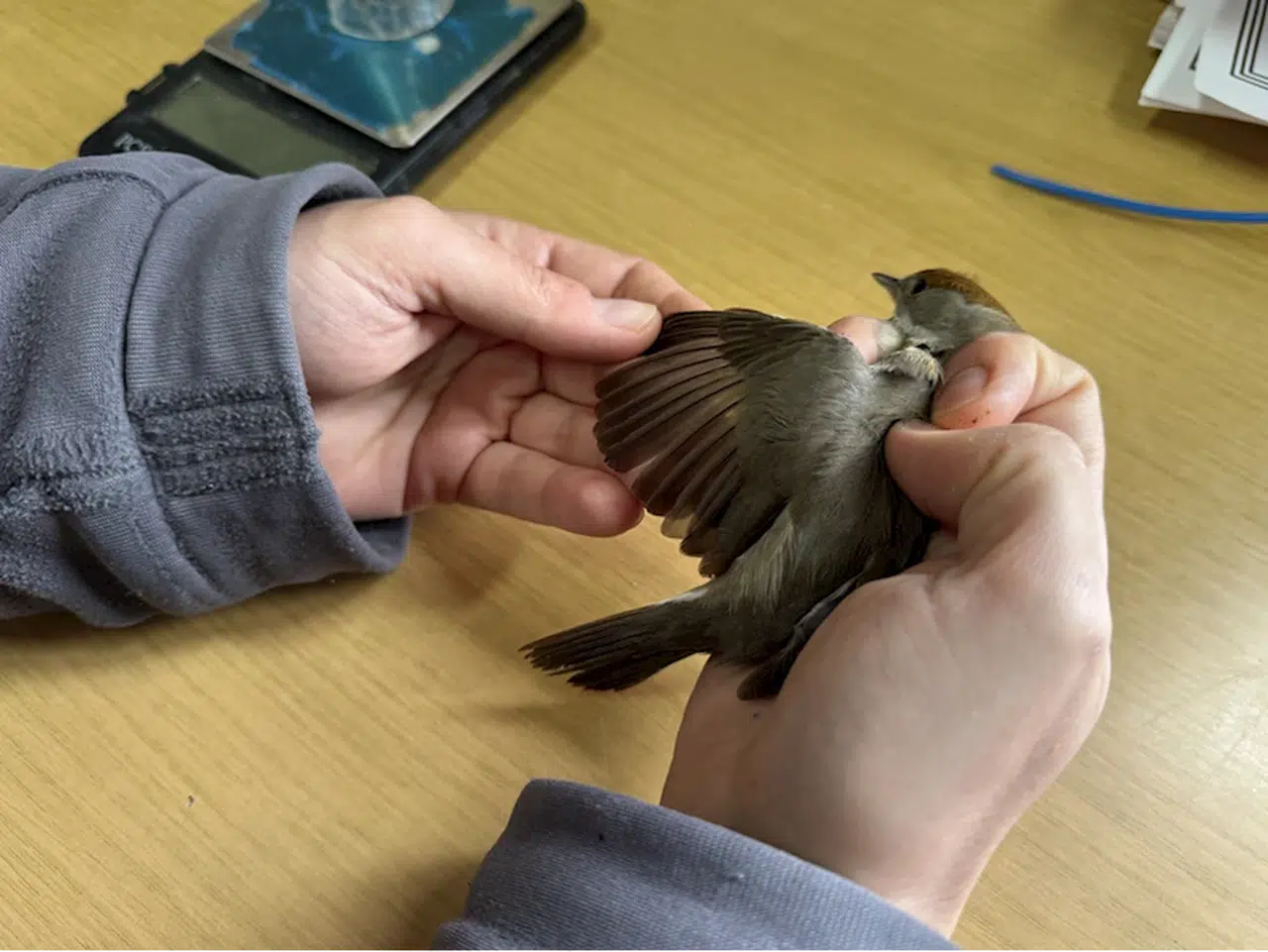 Kızılırmak Deltası'nda 22 yılda 200 binin üzerinde kuş halkalandı