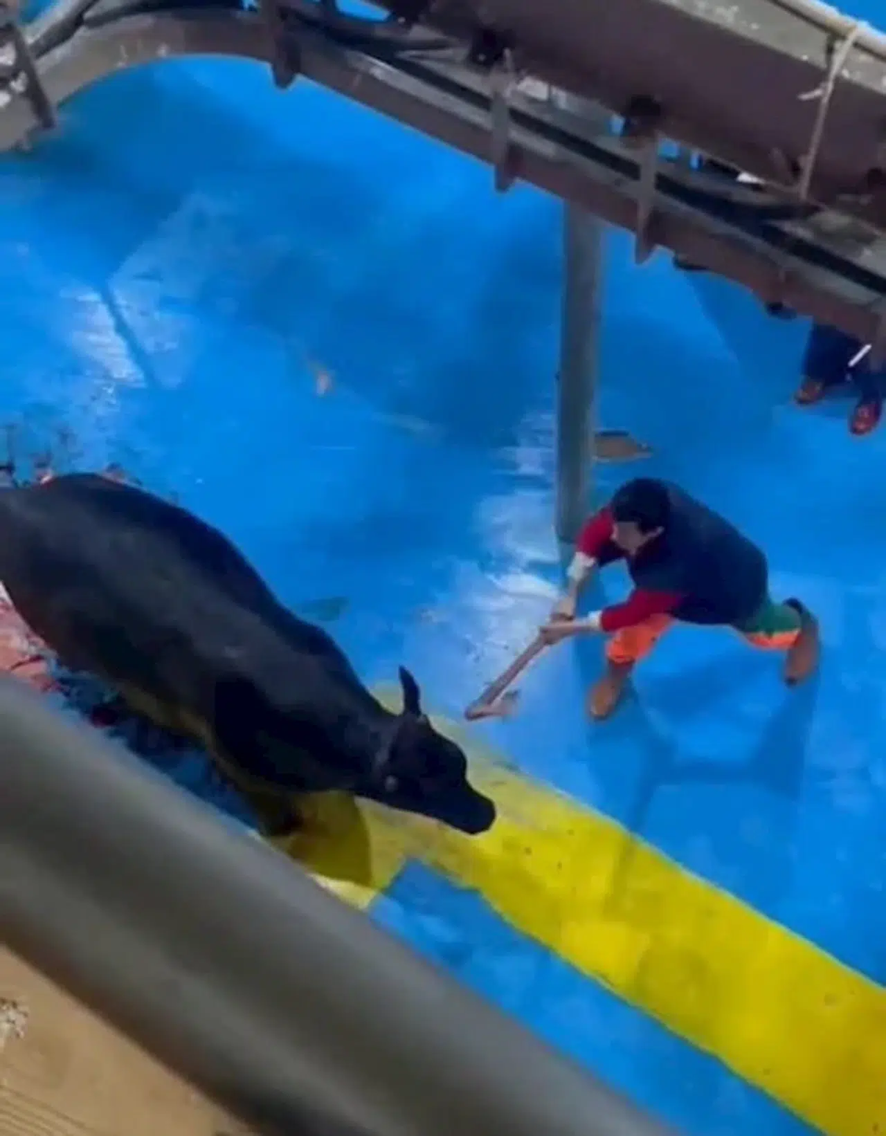 Et entegre tesisinde kesime hazırlanan büyükbaşa eziyet kamerada