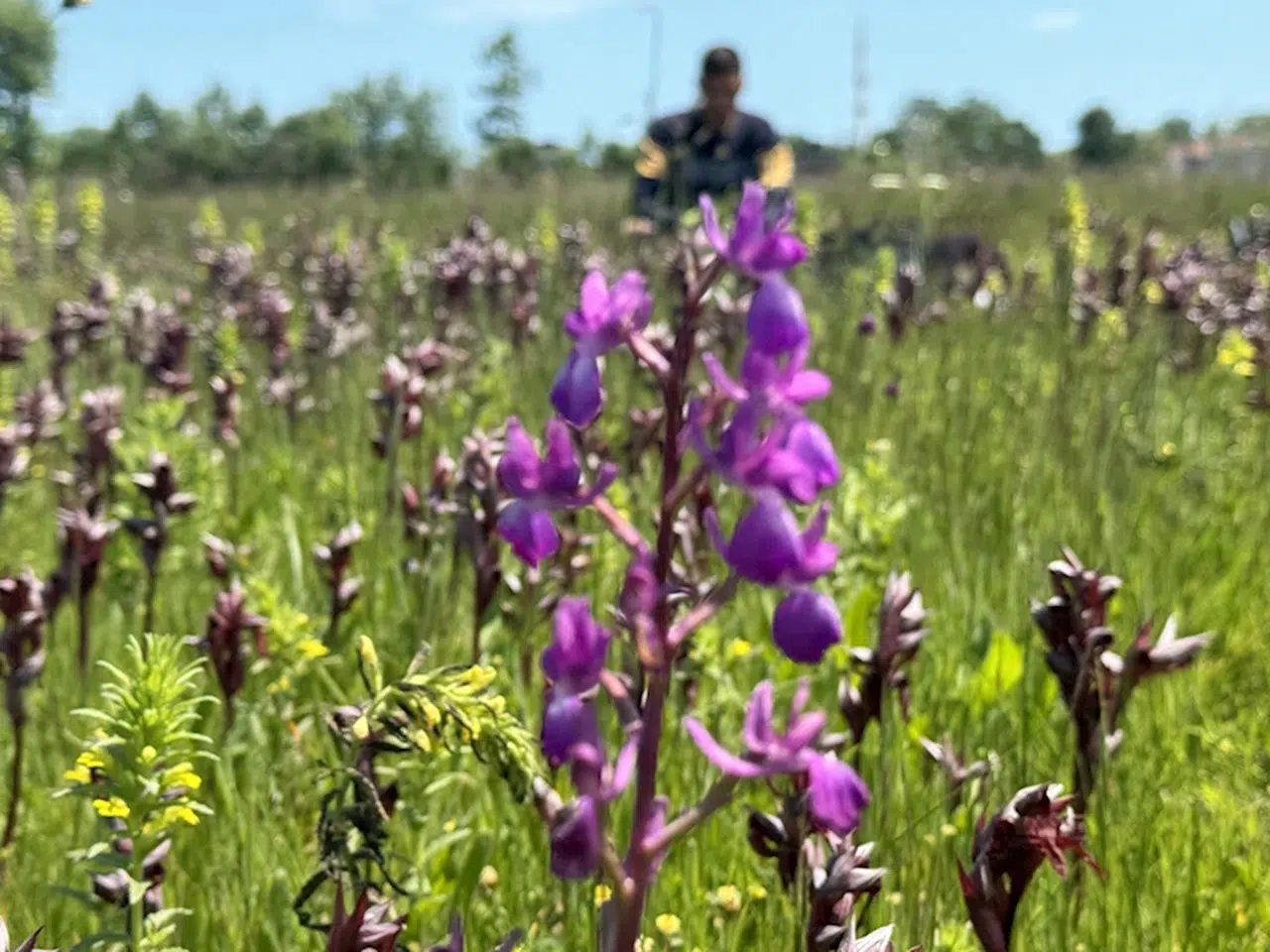 Samsun'da özel izinle yetiştirilen salep orkidesi üreticisine gelir kapısı oldu