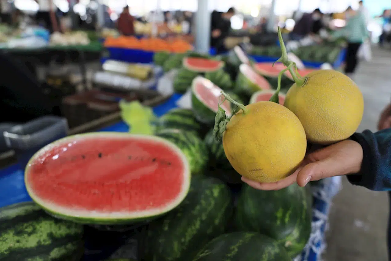 'Kelek' karpuz, kavun 'ayıplı ürün' statüsünde