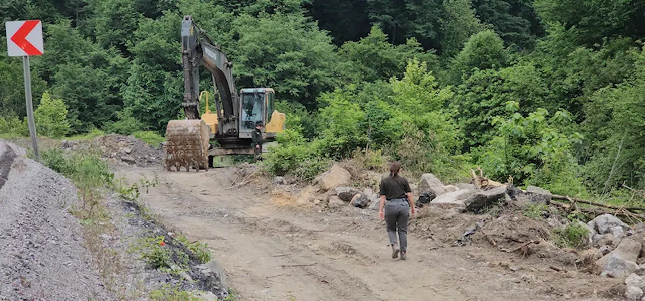 Evine giderken 1183 yaşındaki porsuk ağacının 'kaçak' kesildiğini ortaya çıkardı