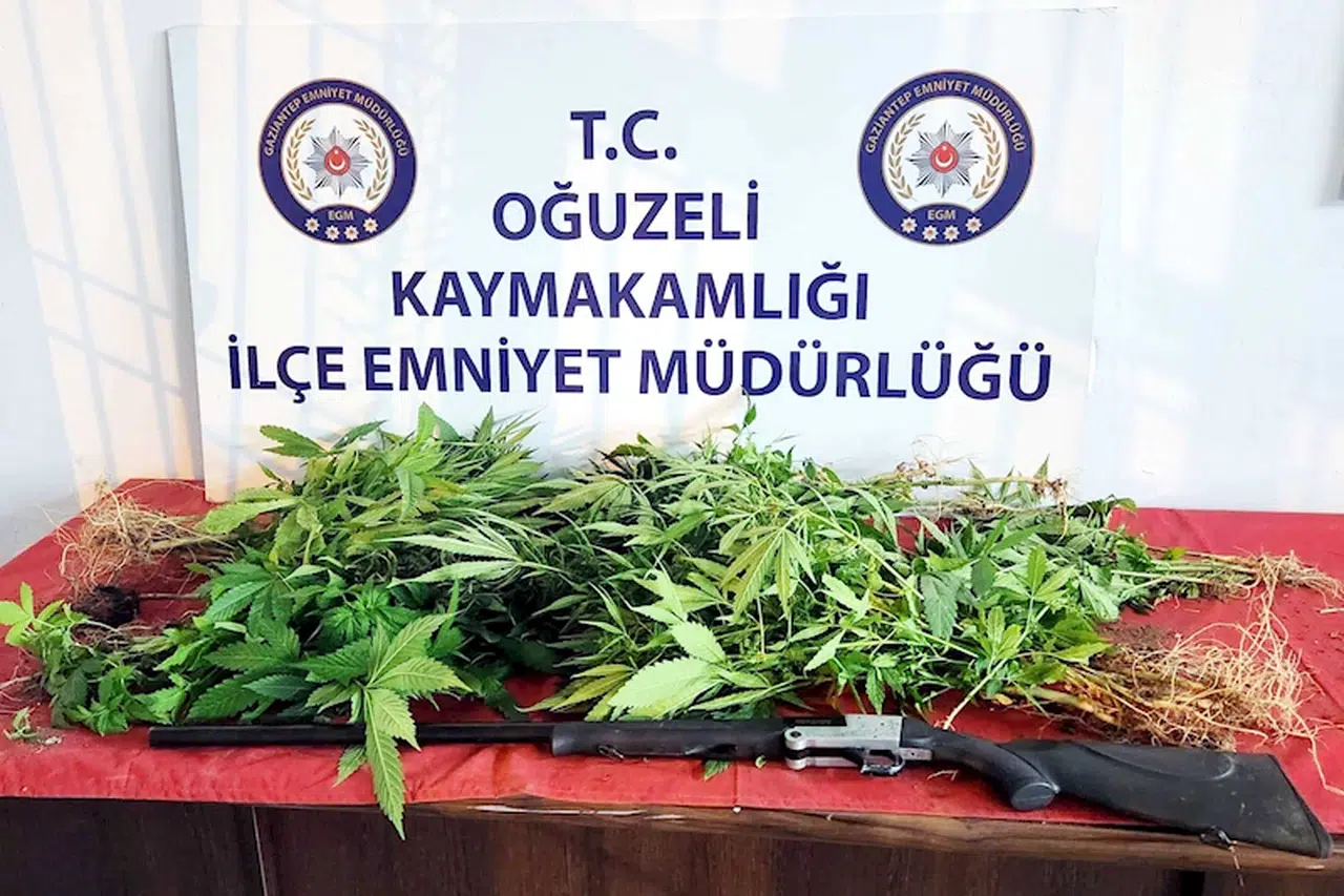 Gaziantep'te, 67 kök kenevir ele geçti