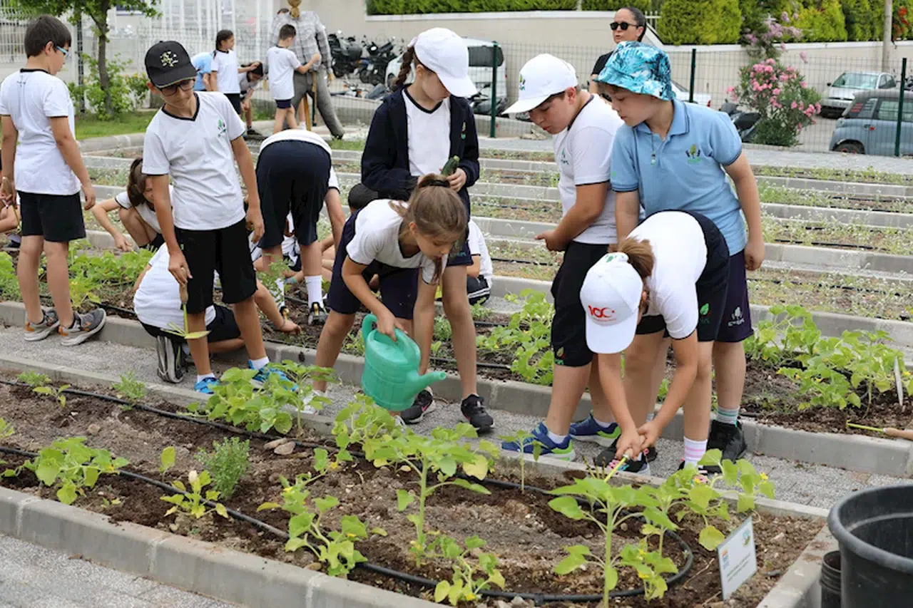 Minik çiftçiler hasata başladı
