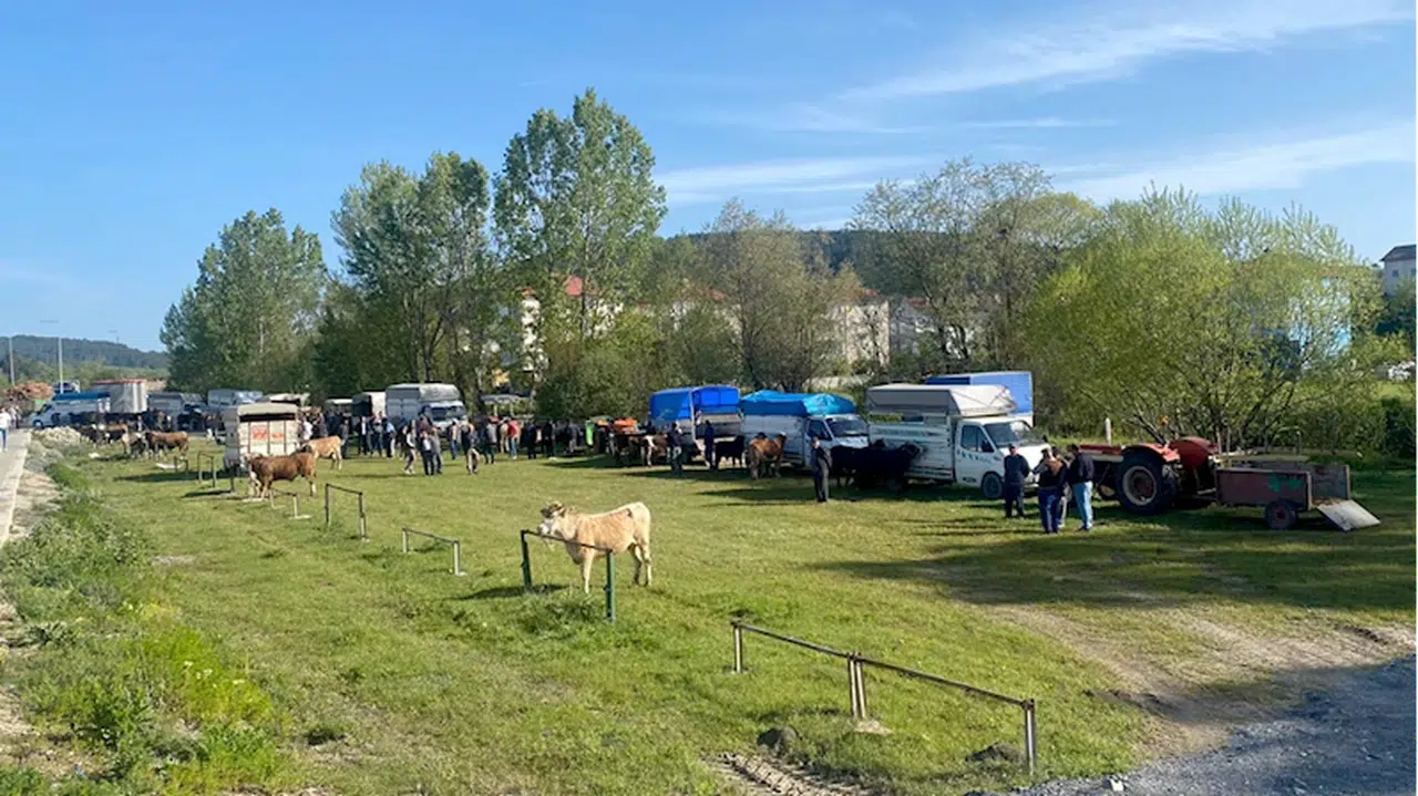 Eflani'de kurbanlık satışları başladı