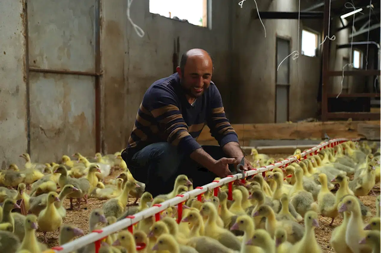 Ordu'da belediyenin "alım garantisi" verdiği çiftçinin hedefi 5 bin kaz üretmek 