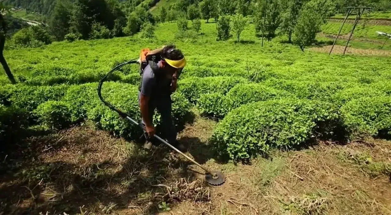 Çay Budama Oranı 1/7'den 1/10'a Düşürüldü