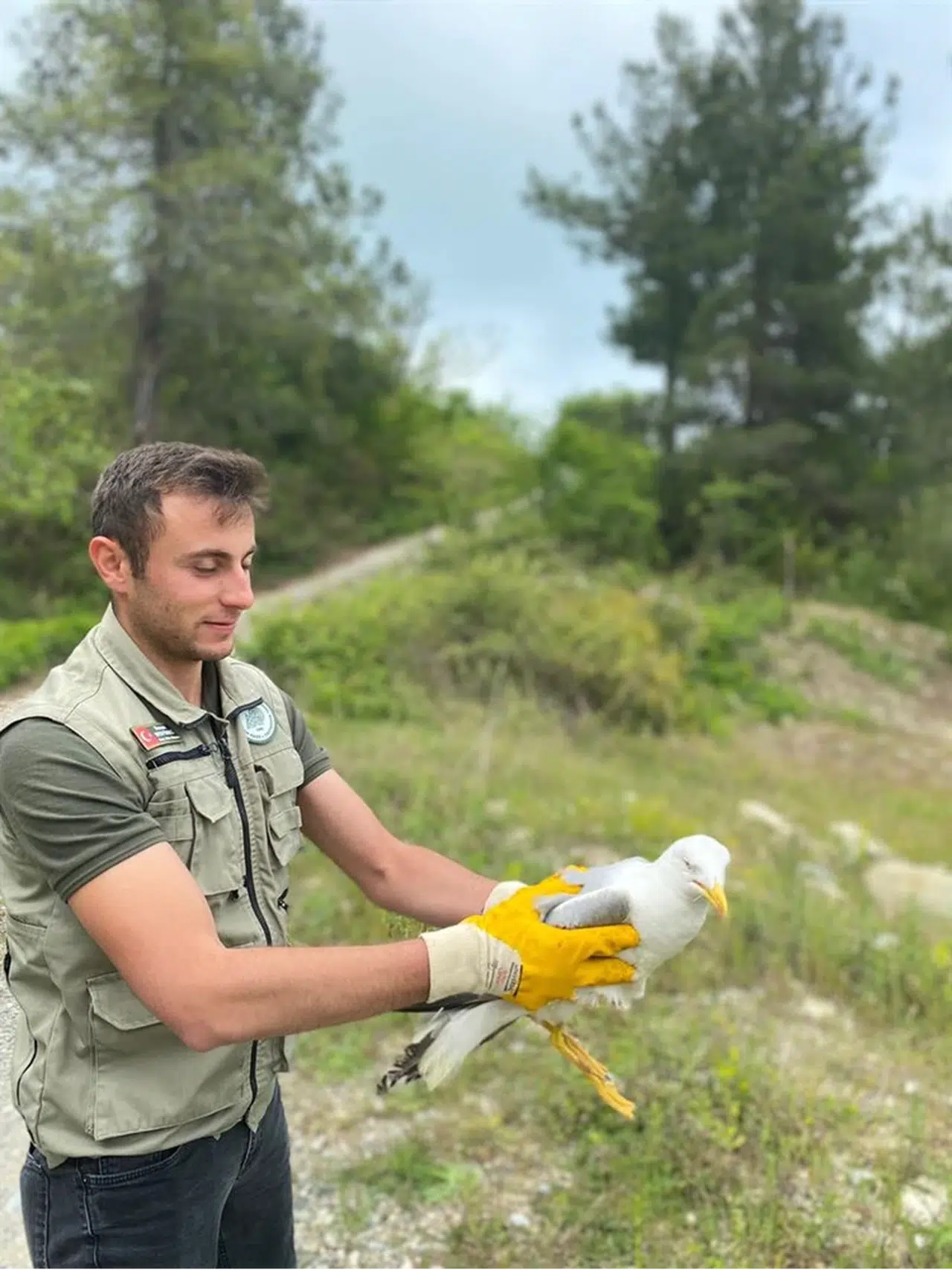 Kastamonu'da tedavi edilen doğan ve martı doğaya salındı 