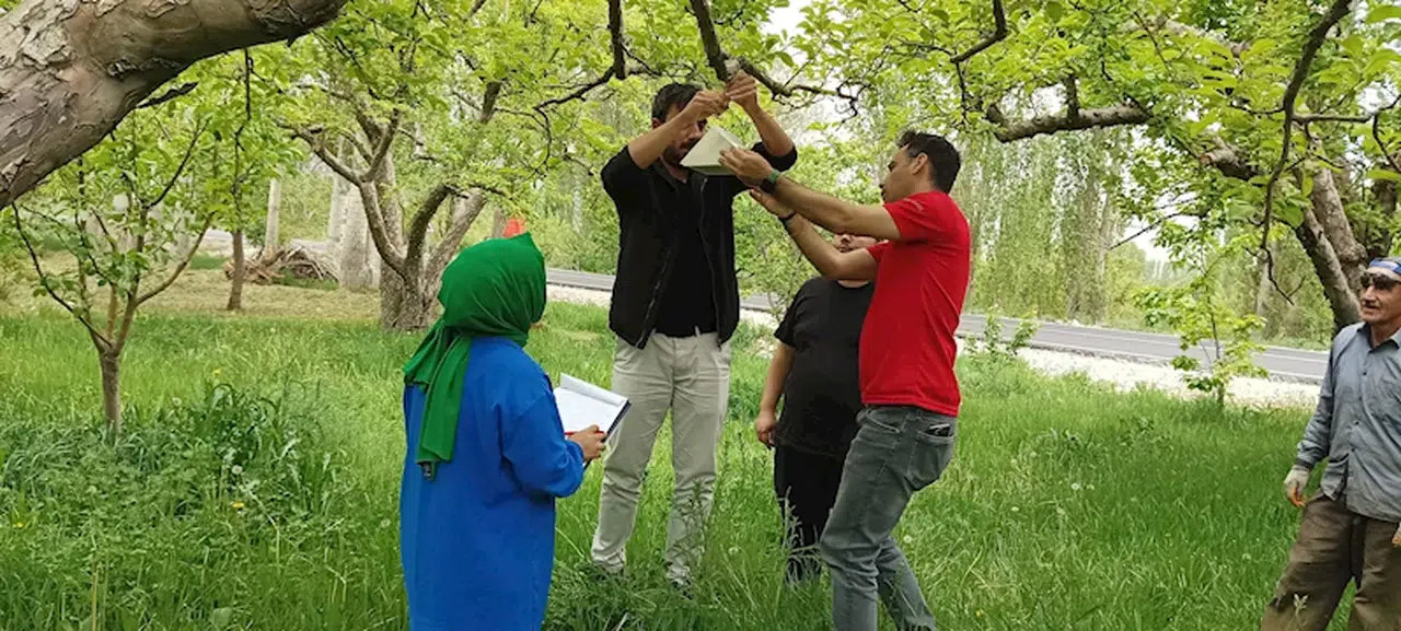 Niğde'de meyve ağaçlarına sinek tuzağı yerleştirildi