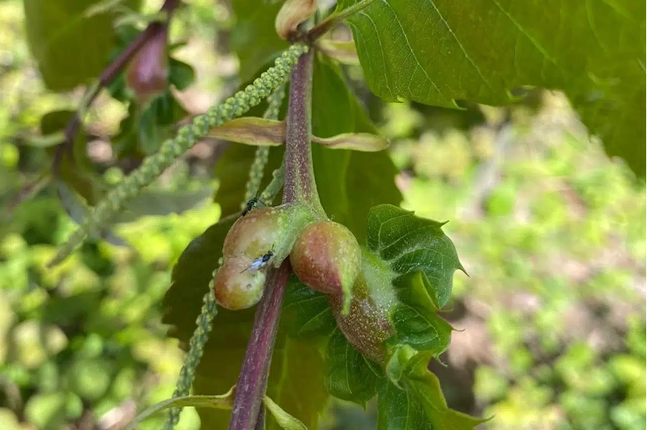 Gölyaka'da gal arısı ile mücadele çalışması sürüyor
