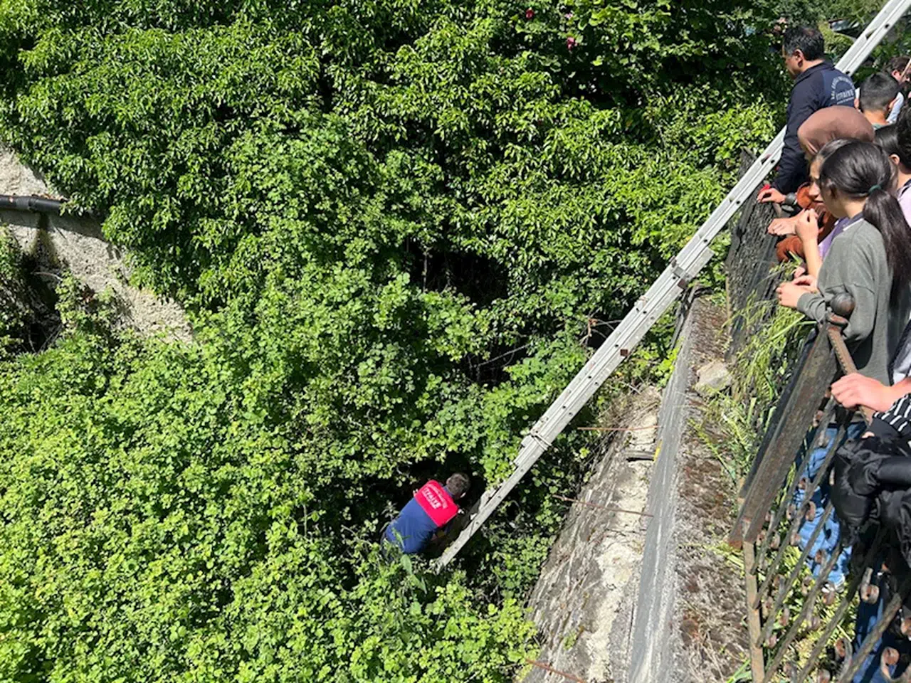 Zonguldak'ta çalılık alana düşen 7 köpek yavrusu kurtarıldı