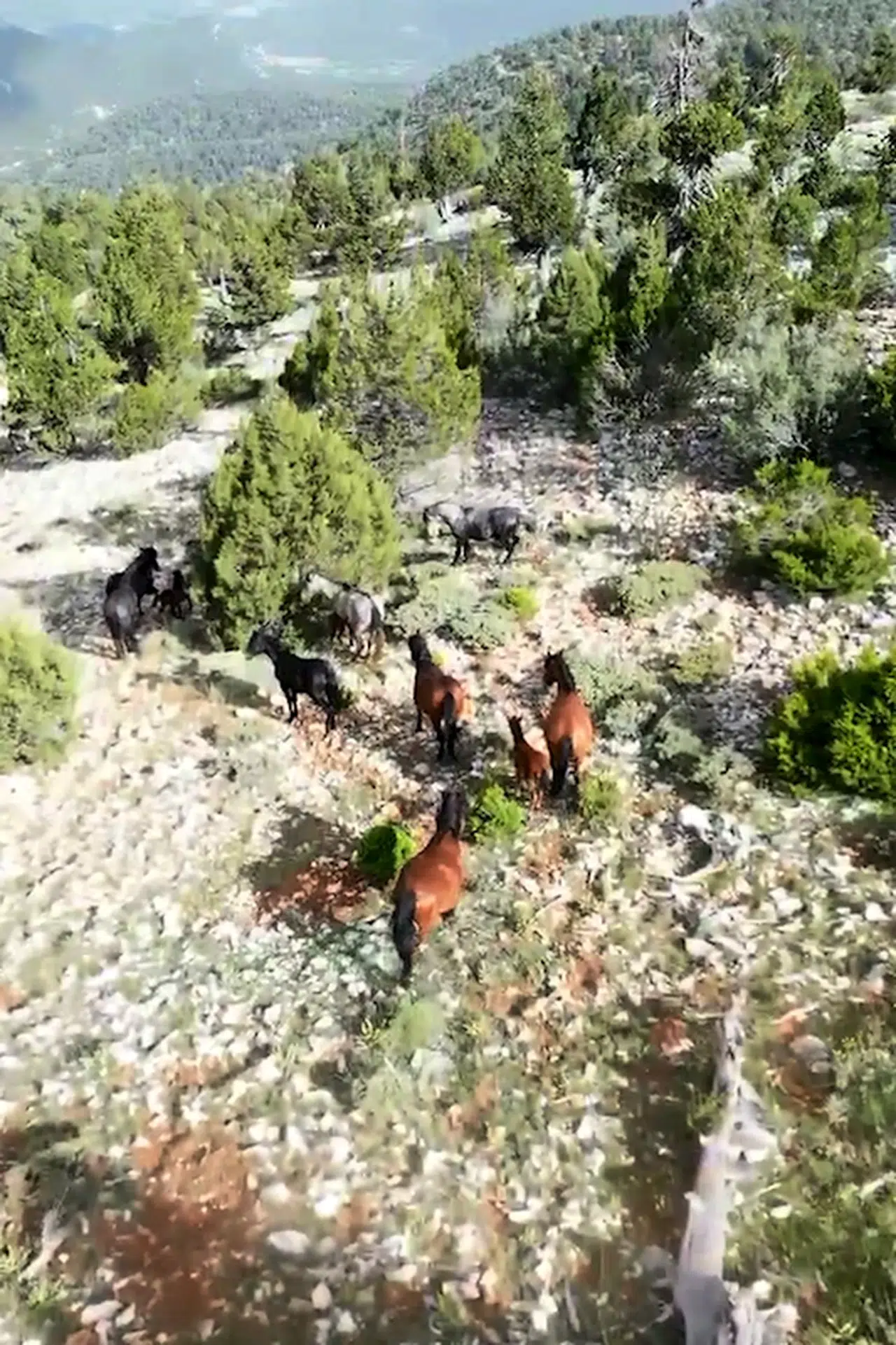 Bucak'ta yılkı atları görüntülendi 