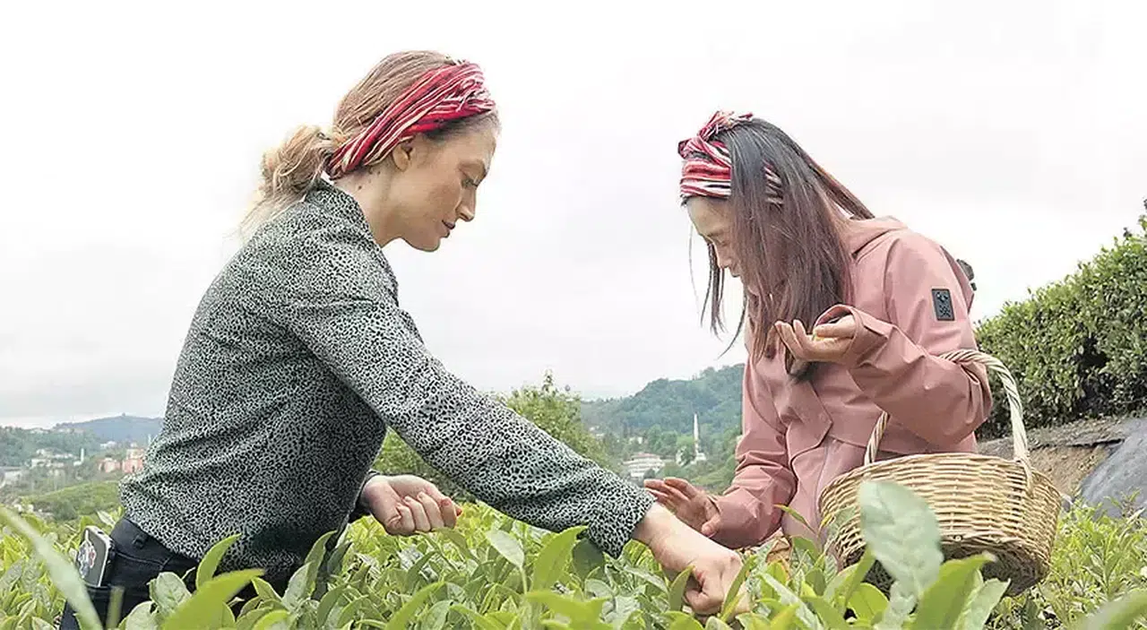 Çin’den Rize’ye çay köprüsü