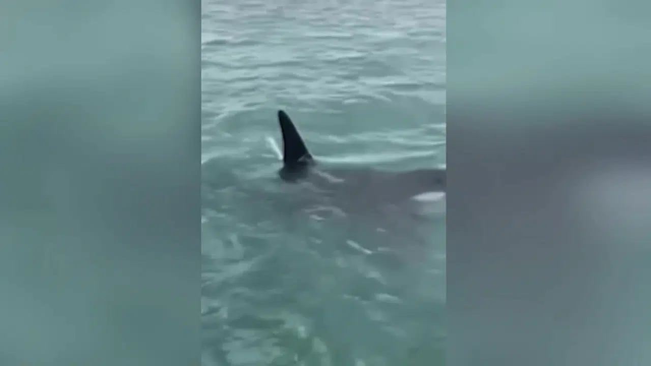 Yeni Zelanda’da katil balinanın üzerine atlayan adama para cezası