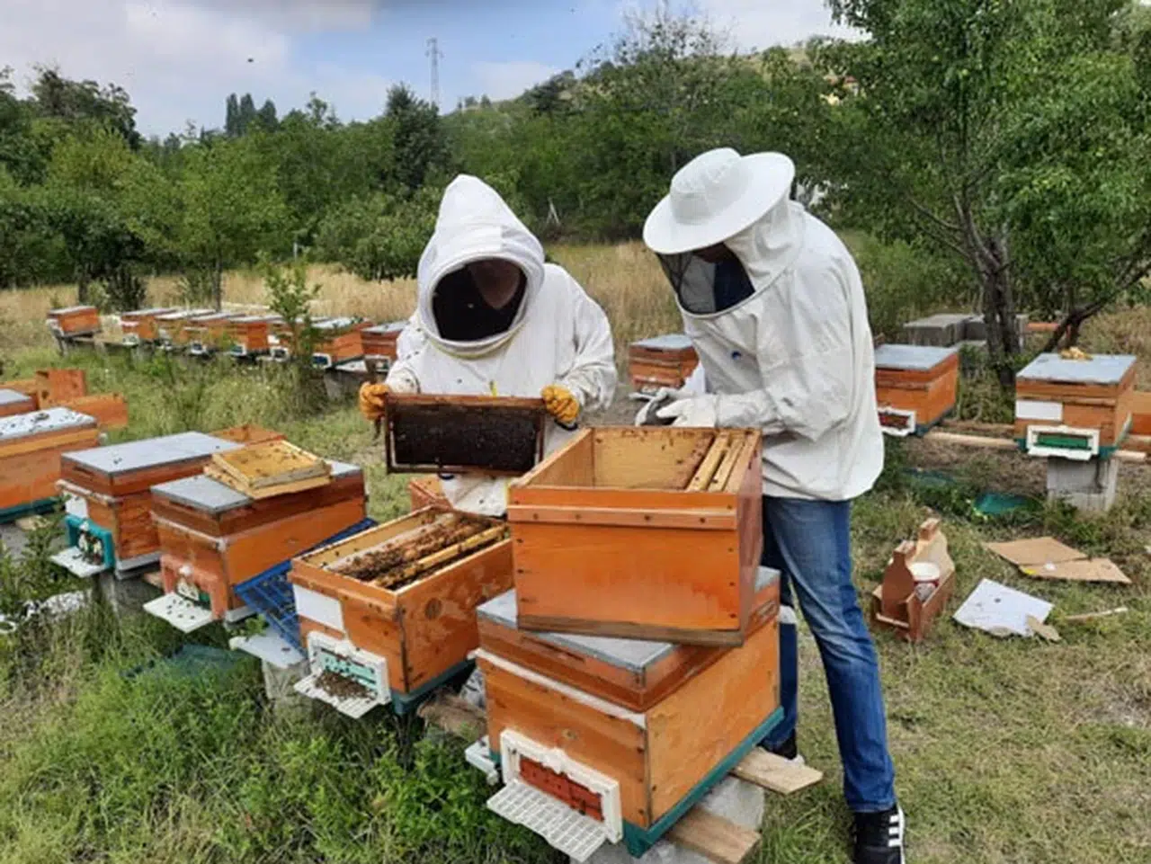 En fazla bal üretimi Ordu, Adana, Muğla, Sivas, İzmir'de 