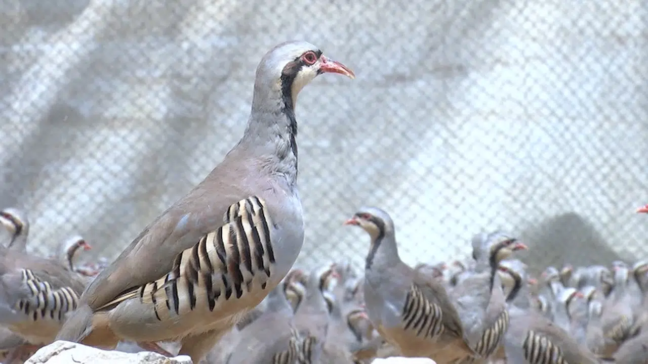 Malatya'da 8 bin kınalı keklik doğaya salınacak