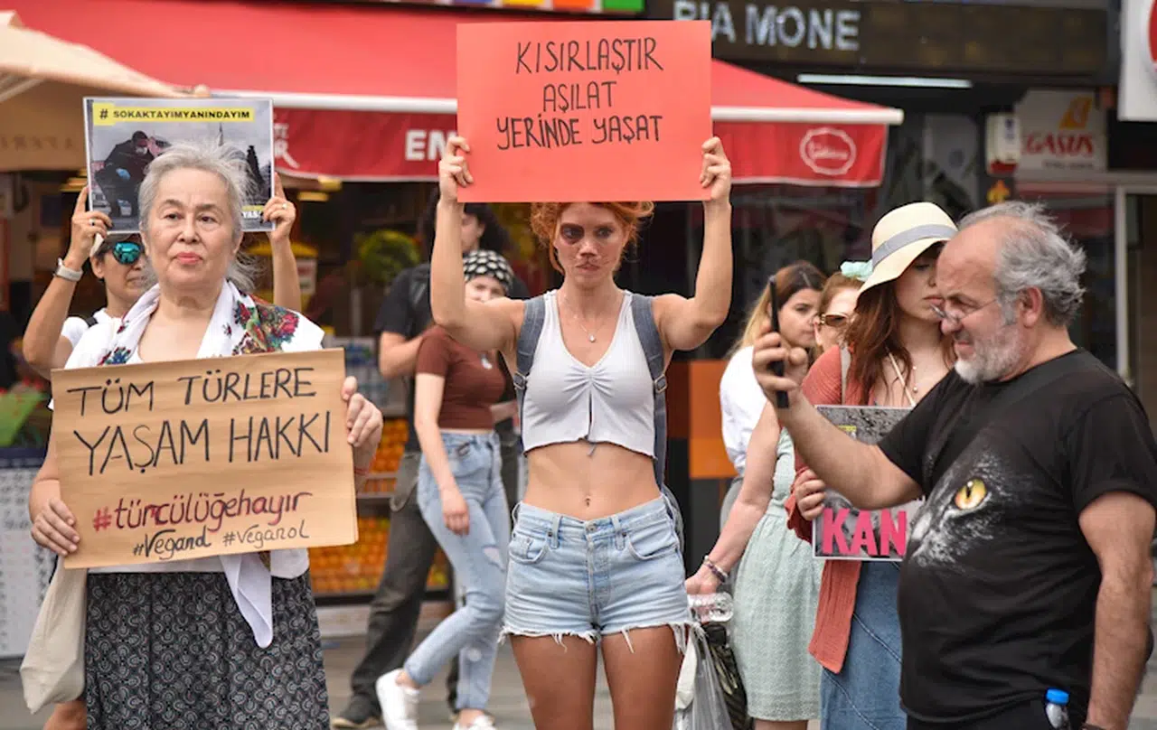 Hayvanseverlerden sokak hayvanlarına yönelik 'yasal düzenleme' tepkisi