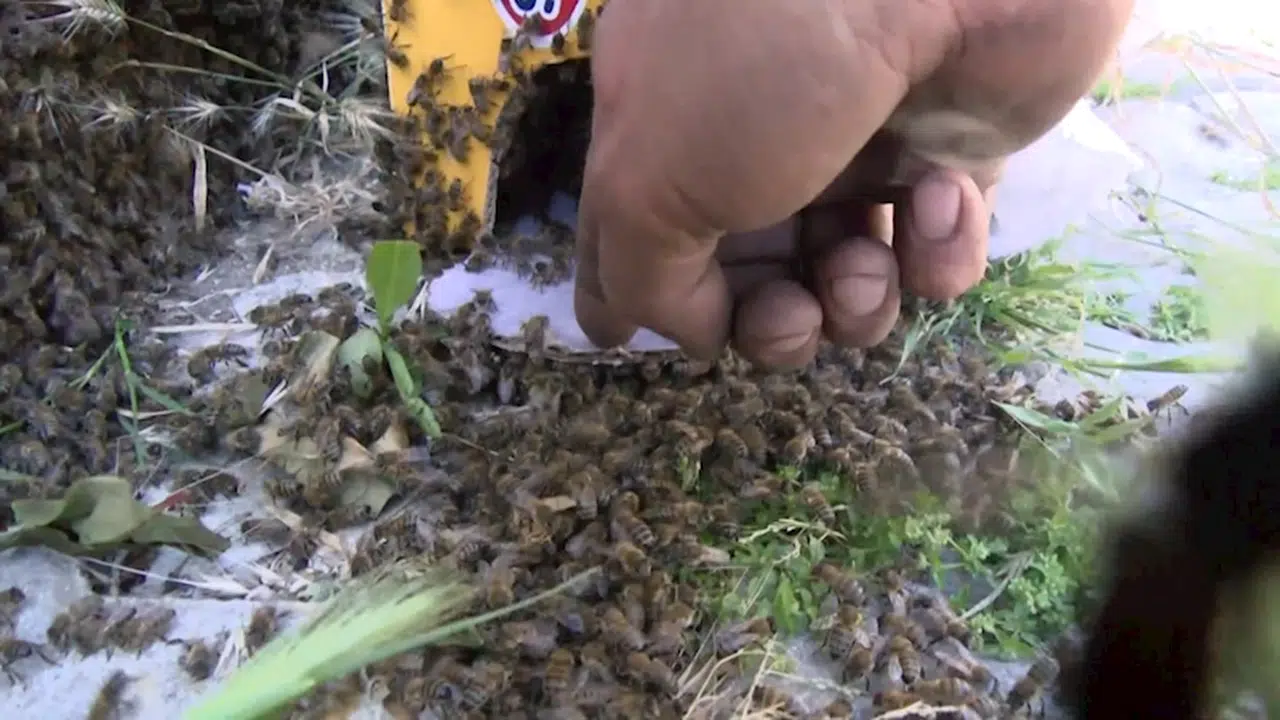 İstanbul- Büyükçekmece'de oğul veren binlerce arı binanın çitlerini sardı 