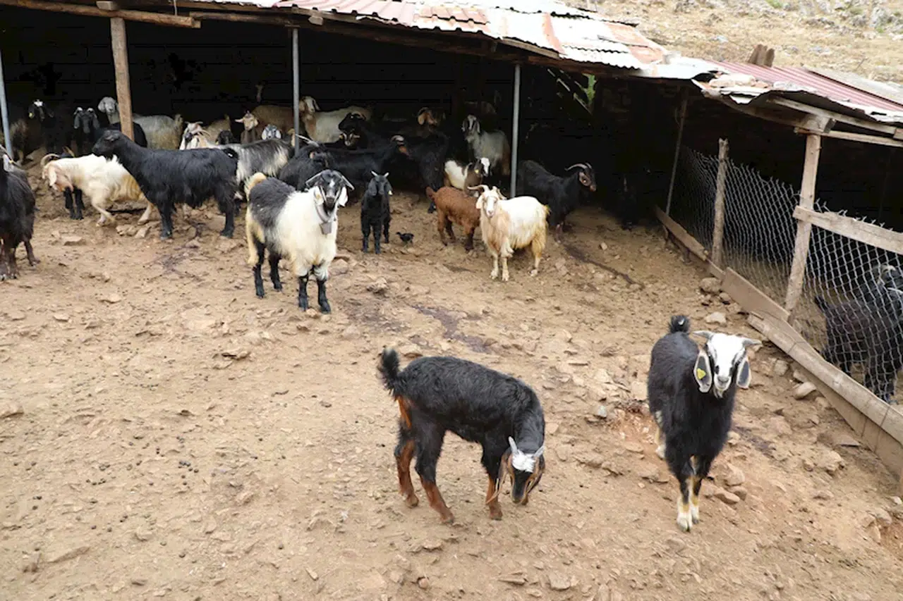 Muğla'da kıl keçisi projesi devam ediyor