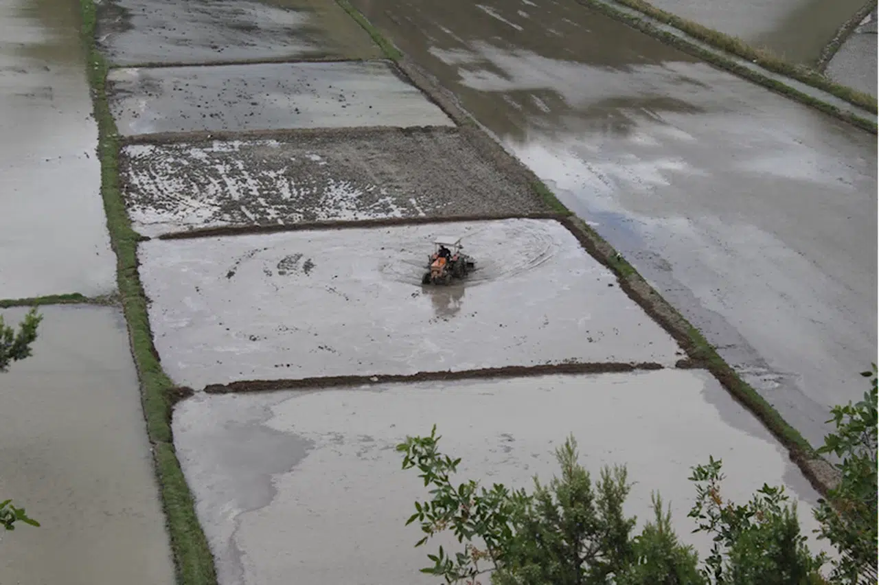 Ilgaz eteklerindeki Tosya'da çeltik üreticileri ekim mesaisine başladı