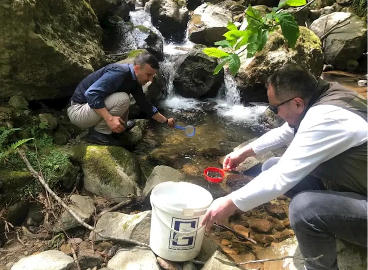 Trabzon'da 10 bin kırmızı benekli alabalık yavrusu derelere bırakıldı