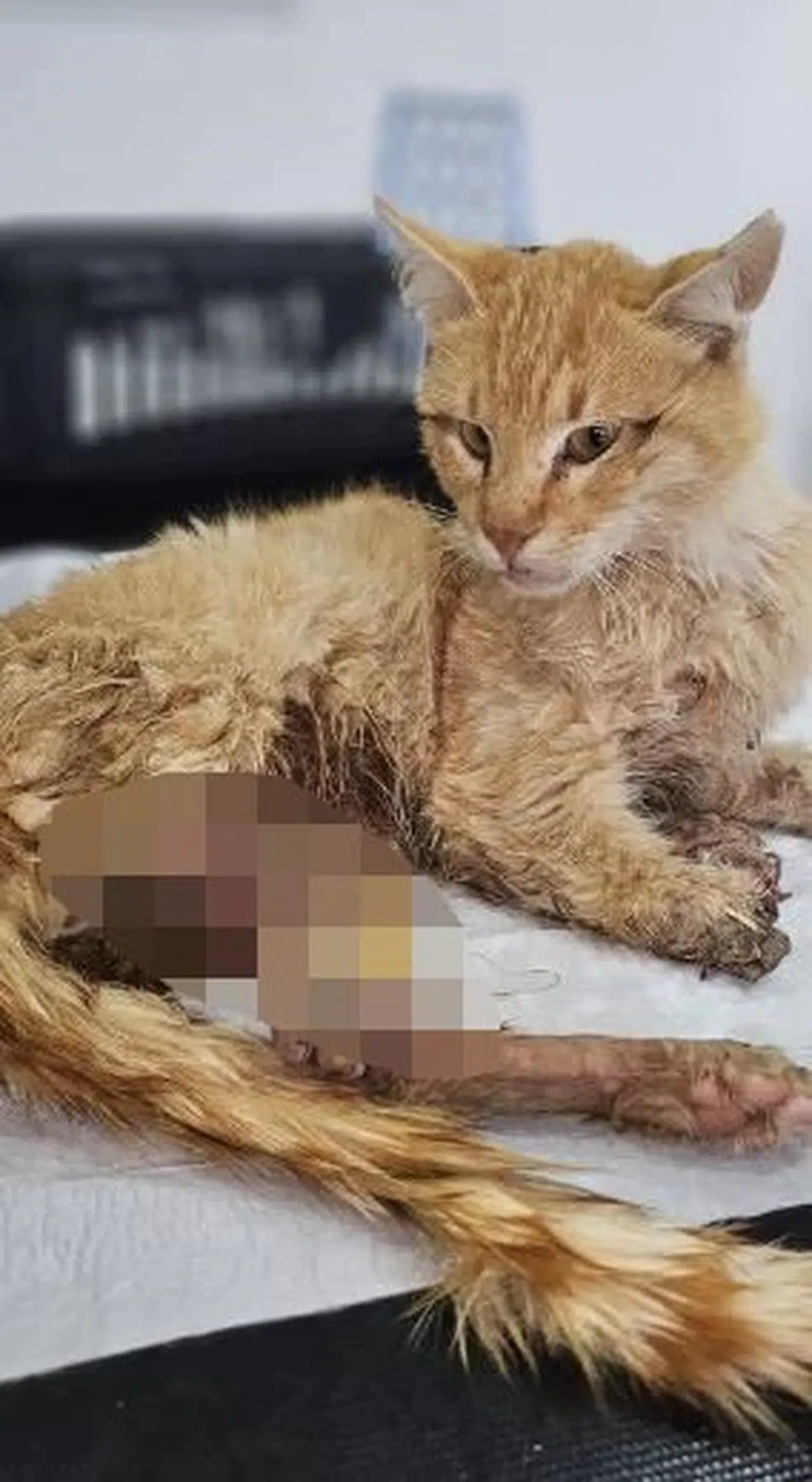 Kayseri'de 3 ayağı kesilmiş halde bulunan kedi öldü 