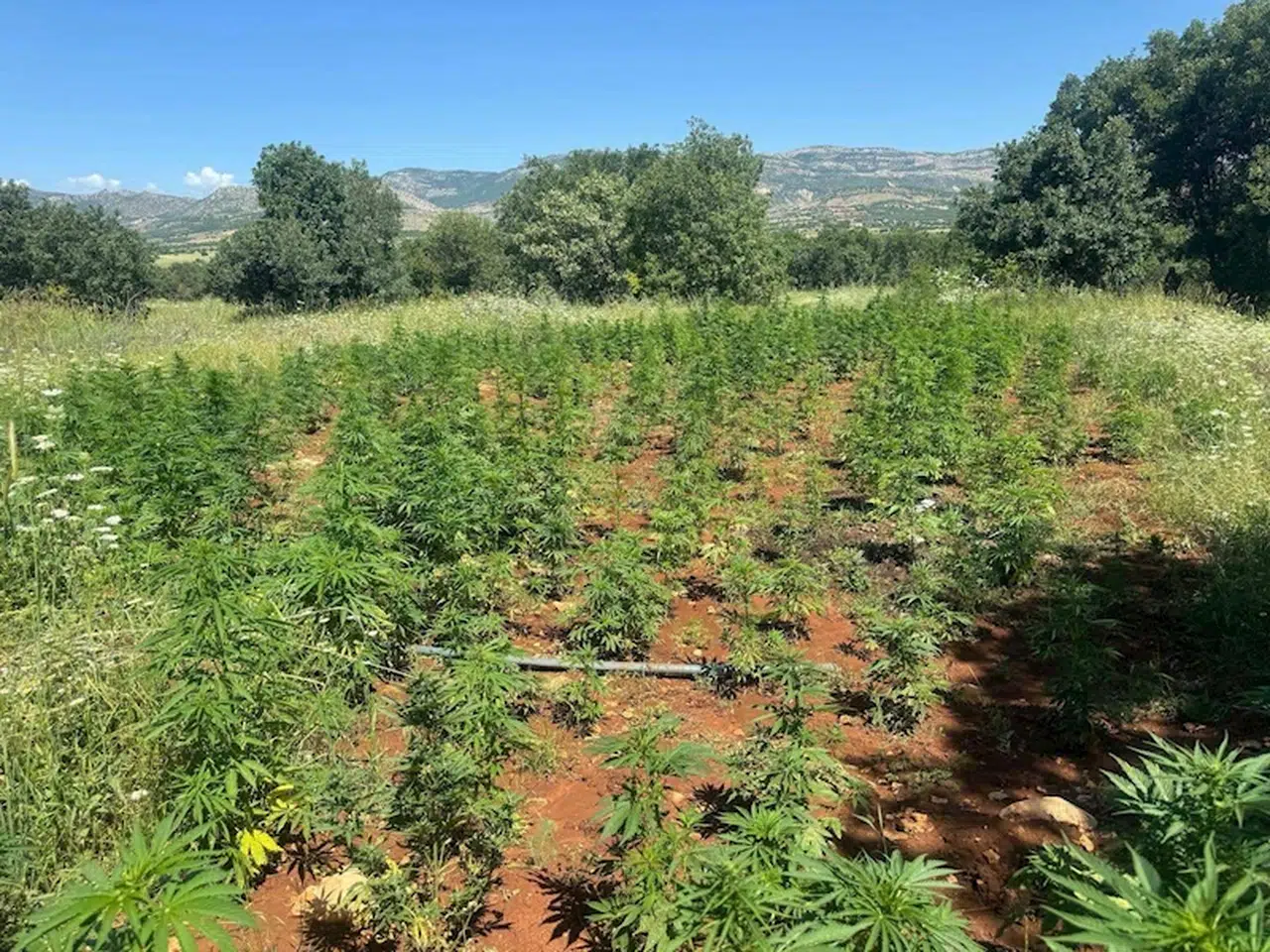 Diyarbakır’da 102 bin kök kenevir ele geçirildi