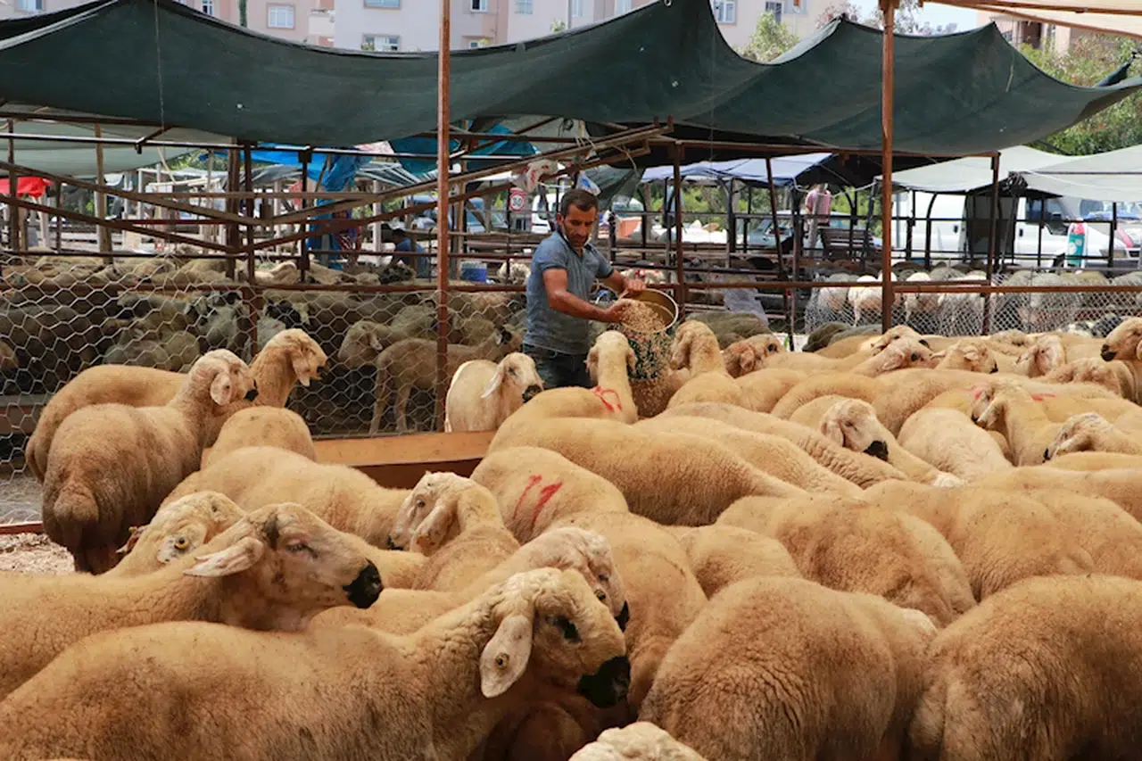 Adana’da kurbanlık kilogram fiyatları belirlendi
