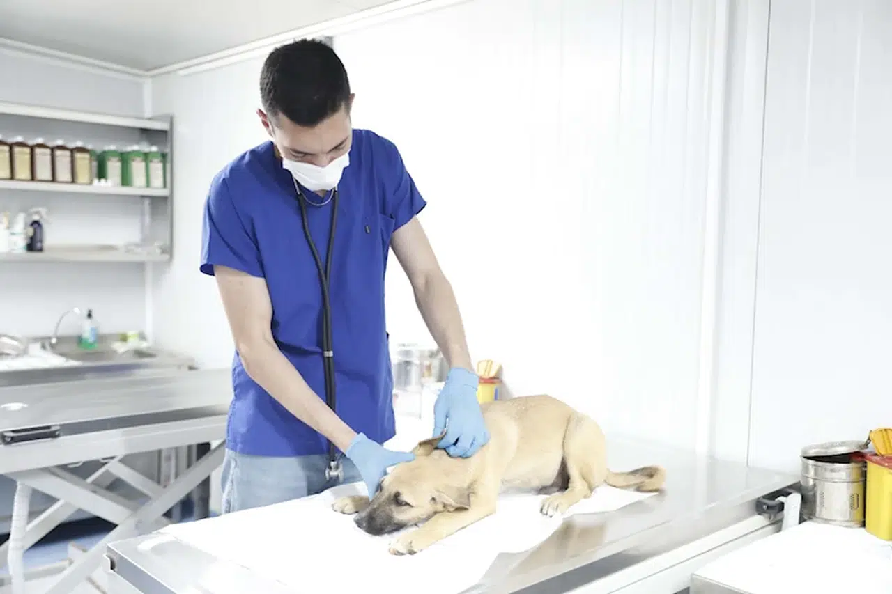 Aydın'da evcil hayvan bakım ve rehabilitasyon merkezi çalışmalarını sürdürüyor  