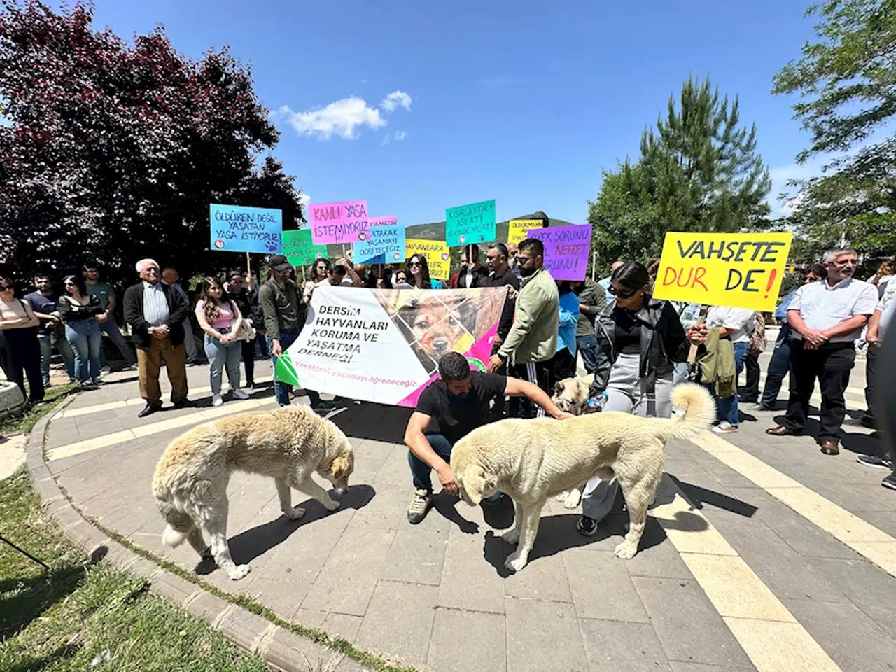 Tunceli’de 'sokak hayvanları uyutulmasın' eylemi