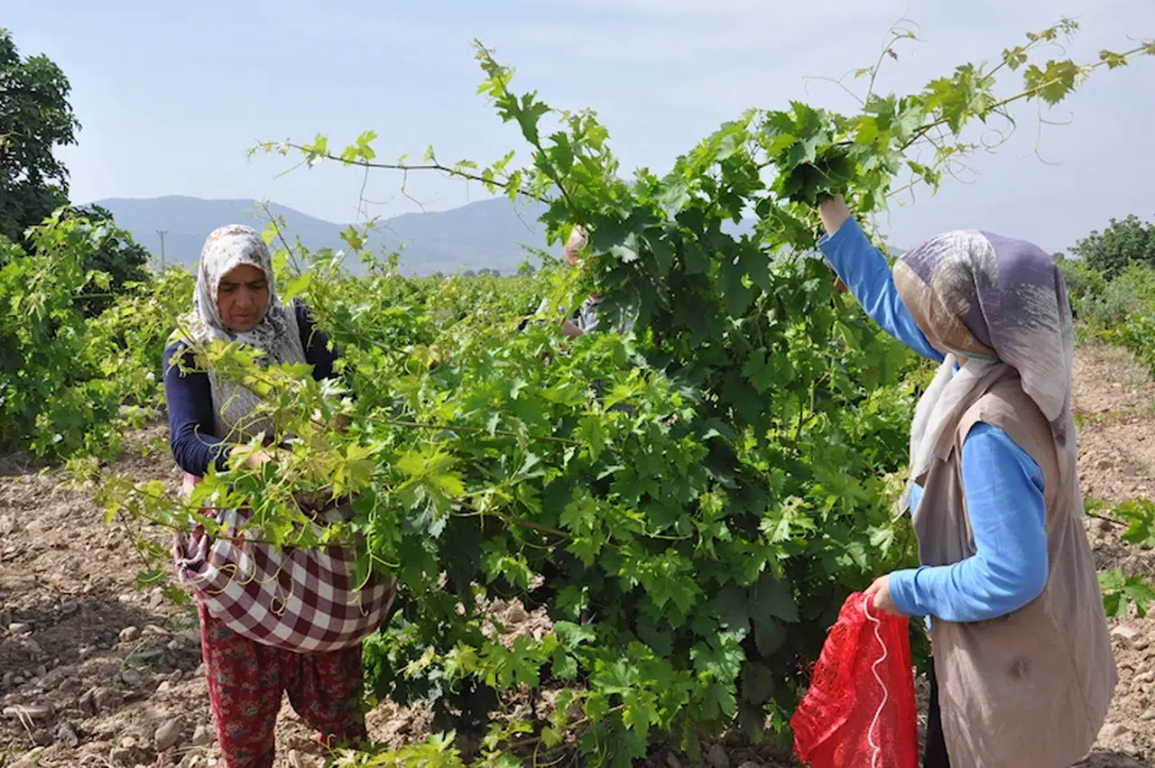 Üzüm yaprağı üreticisinin yüzünü güldürüyor