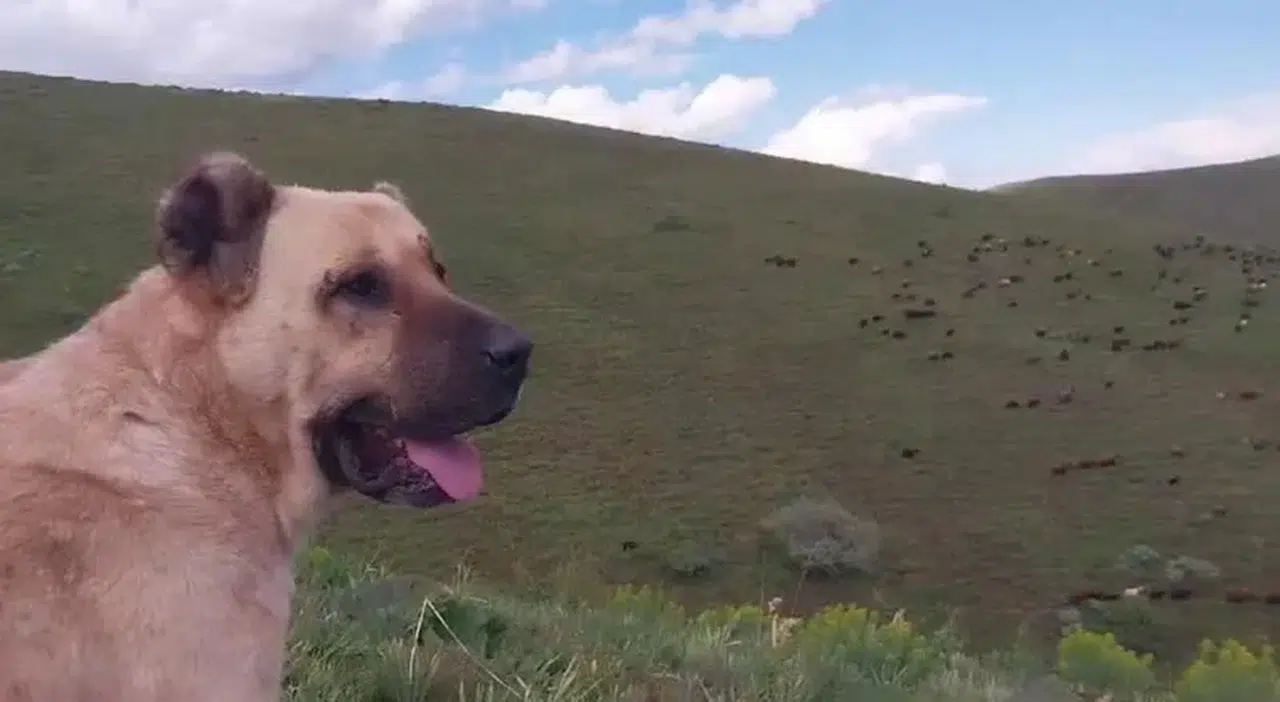 Erzurum'da çoban koyun sürüsünü ağıla geri getirdi. 2 hayvanın kayıp olduğu fark edildi. Hayvanları arayınca buldukları yer ağlattı