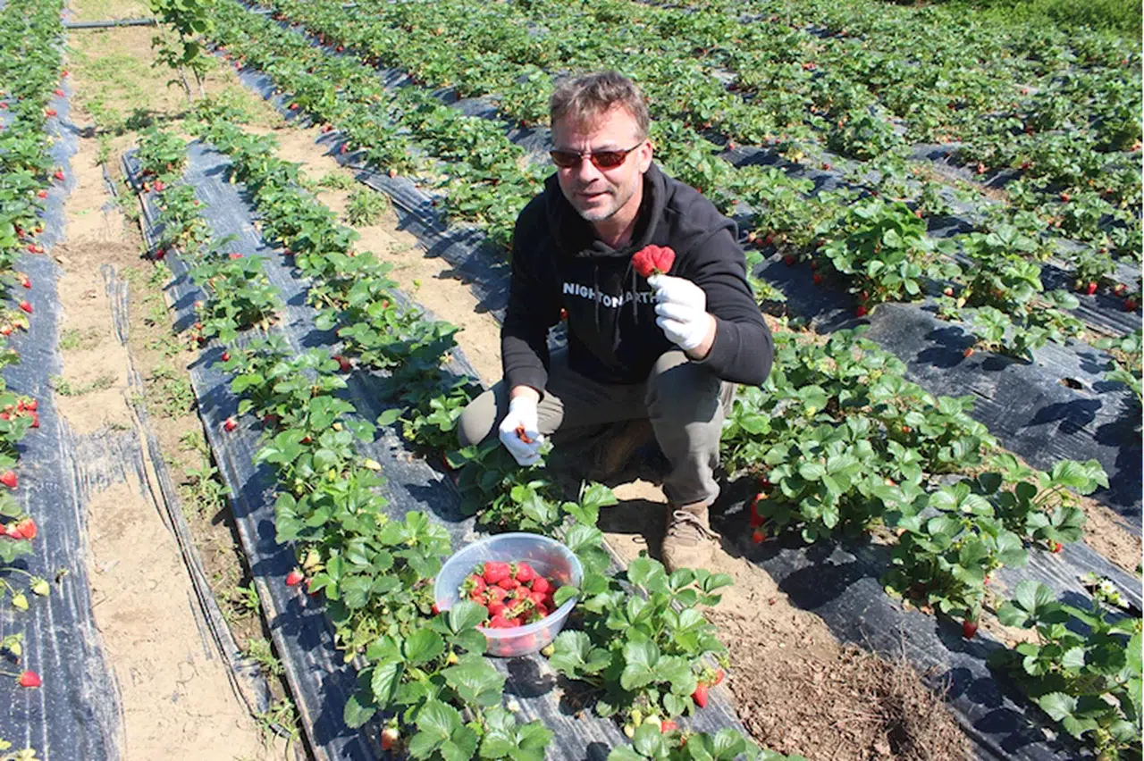 Samsun'da organik çilek bahçesinde müşteriler kendi ürününü topluyor