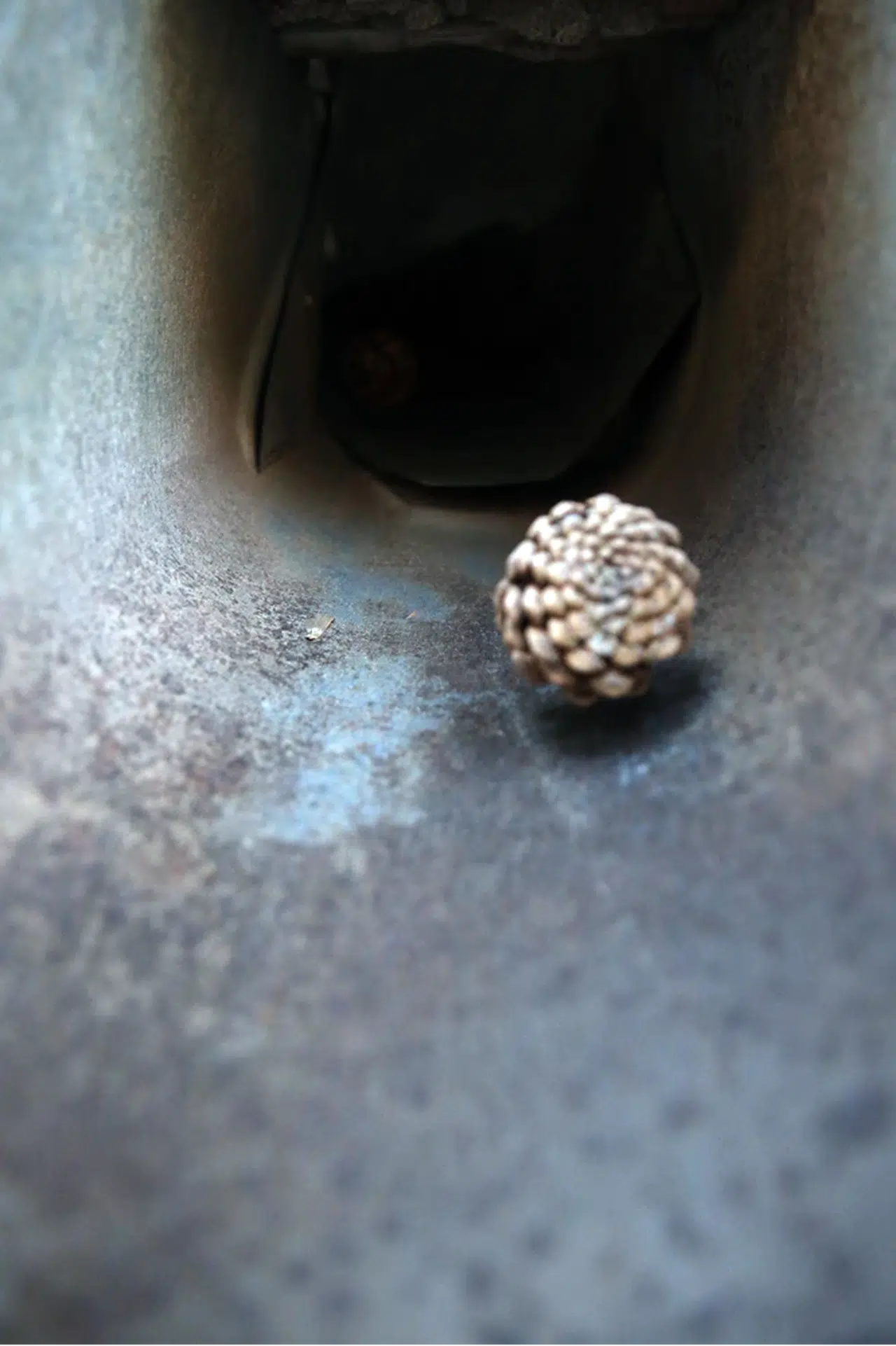 Kastamonu'da çam kozalaklarından elde edilen tohumlar bölgenin ihtiyacını karşılıyor