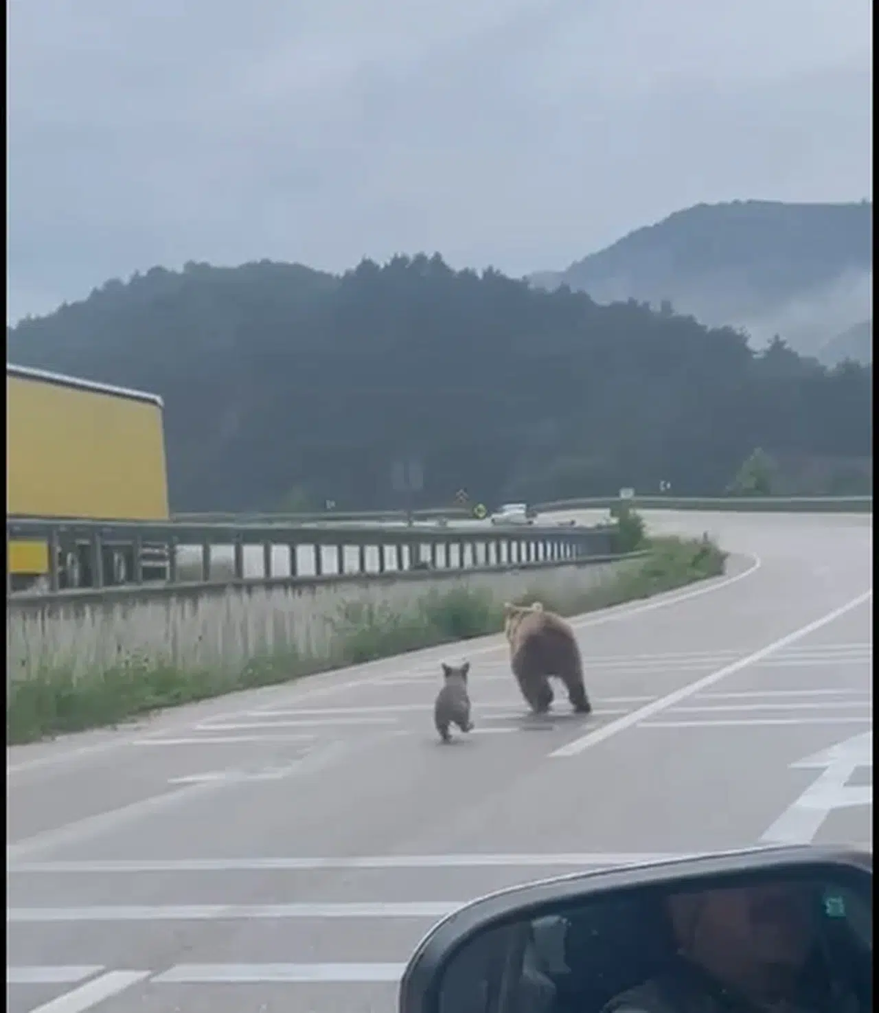 Tokat'ta karayoluna çıkan anne ayı ve 2 yavrusu kamerada