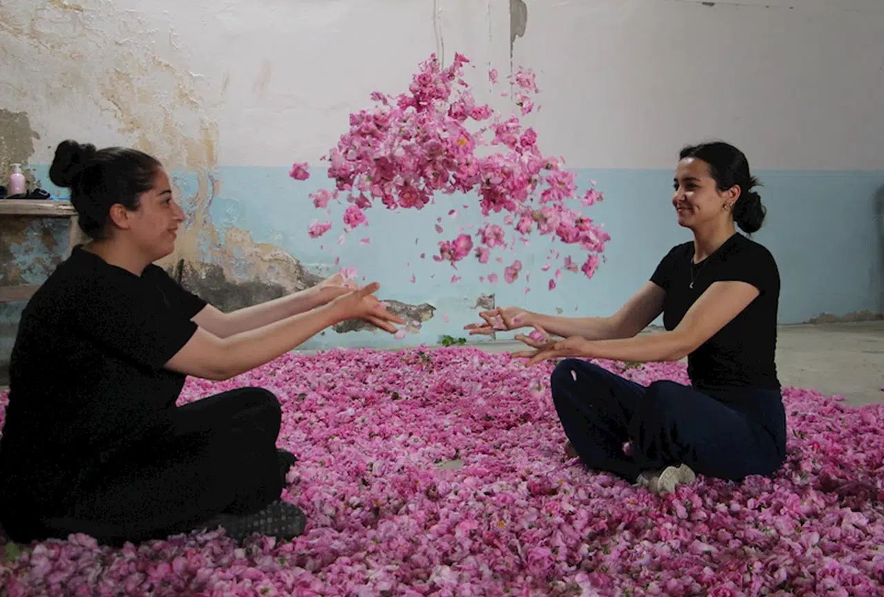 Gül çiçeğinde 12 bin ton rekolte beklentisi