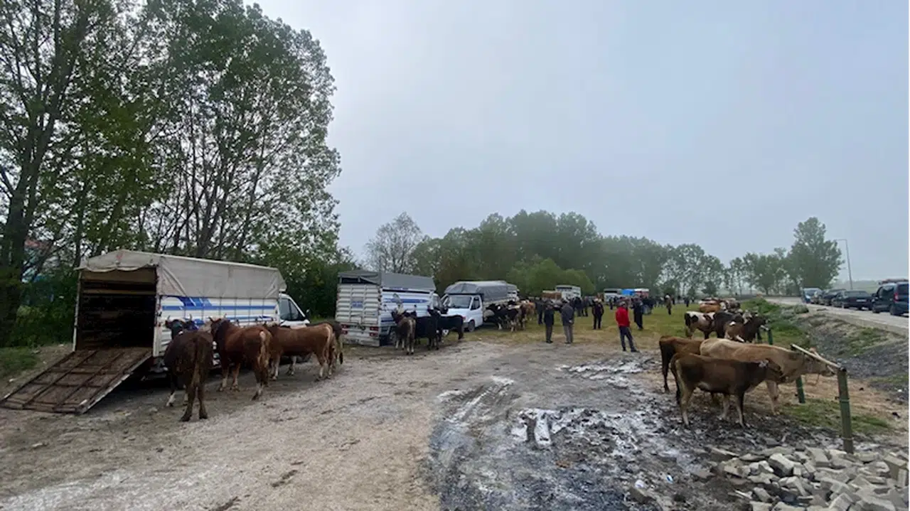 Eflani'de kurban pazarlarında hareketlilik yaşanıyor