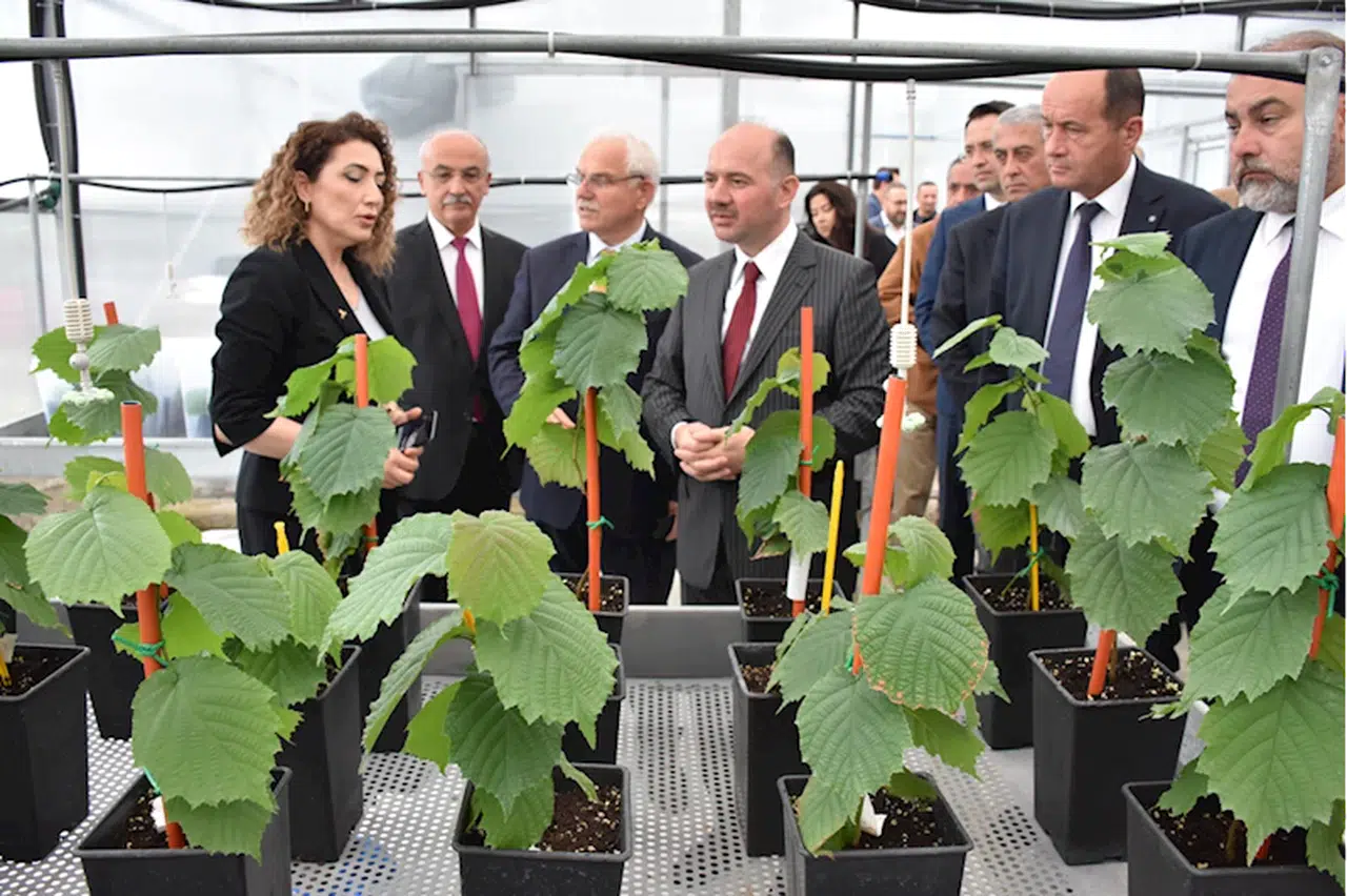 Giresun'da doku kültürü ile üretilen fındık fidanları toprakla buluştu
