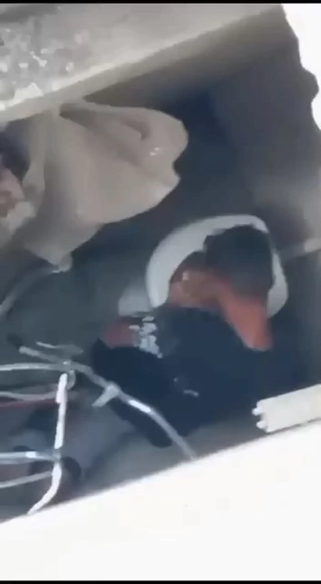 Tavuğa cinsel istismar şüphelisi tutuklandı 