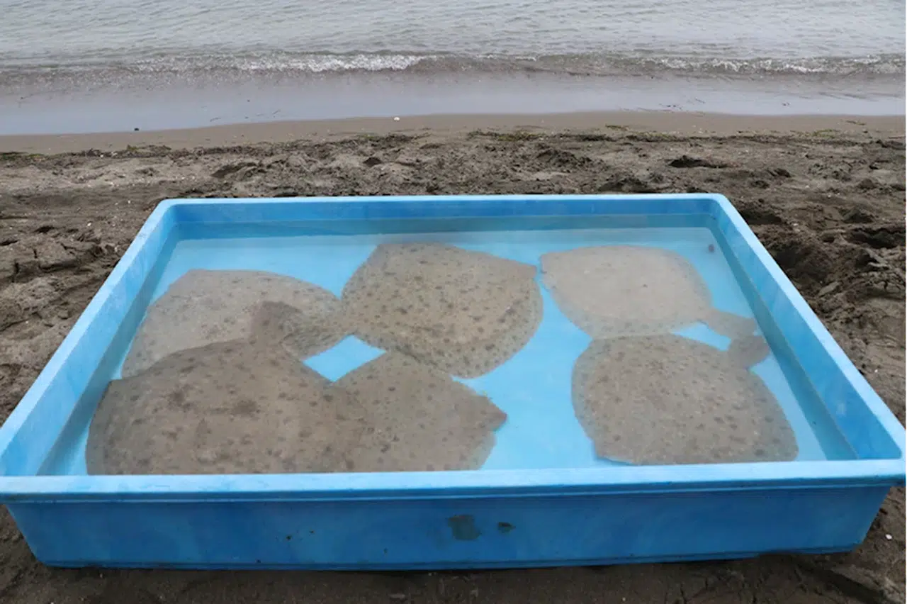 Trabzon'da 10 kalkan denize bırakıldı