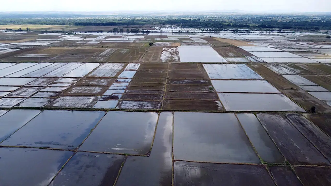 Türkiye'nin çeltik ambarı Edirne'de, üreticide kuraklık endişesi